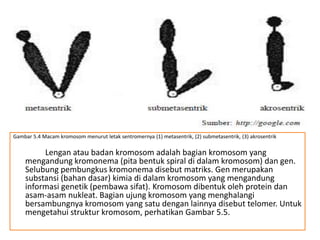 Gambar 5.4 Macam kromosom menurut letak sentromernya (1) metasentrik, (2) submetasentrik, (3) akrosentrik
Lengan atau badan kromosom adalah bagian kromosom yang
mengandung kromonema (pita bentuk spiral di dalam kromosom) dan gen.
Selubung pembungkus kromonema disebut matriks. Gen merupakan
substansi (bahan dasar) kimia di dalam kromosom yang mengandung
informasi genetik (pembawa sifat). Kromosom dibentuk oleh protein dan
asam-asam nukleat. Bagian ujung kromosom yang menghalangi
bersambungnya kromosom yang satu dengan lainnya disebut telomer. Untuk
mengetahui struktur kromosom, perhatikan Gambar 5.5.
 