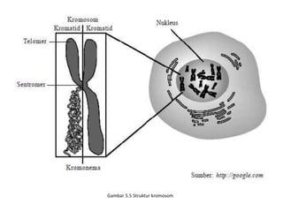 Gambar 5.5 Struktur kromosom
 
