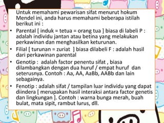 Untuk memahami pewarisan sifat menurut hokum
Mendel ini, anda harus memahami beberapa istilah
berikut ini :
• Parental [ induk = tetua = orang tua ] biasa di labeli P :
adalah individu jantan atau betina yang melakukan
perkawinan dan menghasilkan keturunan.
• Filial [ turunan = zuriat ] biasa dilabeli F : adalah hasil
dari perkawinan parental
• Genotip : adalah factor penentu sifat , biasa
dilambangkan dengan dua huruf / empat huruf dan
seterusnya. Contoh : Aa, AA, AaBb, AABb dan lain
sebagainya.
• Fenotip : adalah sifat / tampilan luar individu yang dapat
diindera [ merupakan hasil interaksi antara factor genetis
dan lingkungan ]. Contoh : warna bunga merah, buah
bulat, mata sipit, rambut lurus, dll.
 