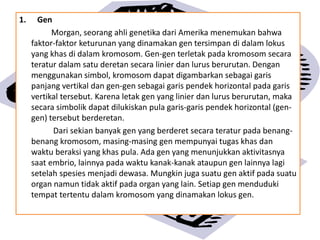 1. Gen
Morgan, seorang ahli genetika dari Amerika menemukan bahwa
faktor-faktor keturunan yang dinamakan gen tersimpan di dalam lokus
yang khas di dalam kromosom. Gen-gen terletak pada kromosom secara
teratur dalam satu deretan secara linier dan lurus berurutan. Dengan
menggunakan simbol, kromosom dapat digambarkan sebagai garis
panjang vertikal dan gen-gen sebagai garis pendek horizontal pada garis
vertikal tersebut. Karena letak gen yang linier dan lurus berurutan, maka
secara simbolik dapat dilukiskan pula garis-garis pendek horizontal (gen-
gen) tersebut berderetan.
Dari sekian banyak gen yang berderet secara teratur pada benang-
benang kromosom, masing-masing gen mempunyai tugas khas dan
waktu beraksi yang khas pula. Ada gen yang menunjukkan aktivitasnya
saat embrio, lainnya pada waktu kanak-kanak ataupun gen lainnya lagi
setelah spesies menjadi dewasa. Mungkin juga suatu gen aktif pada suatu
organ namun tidak aktif pada organ yang lain. Setiap gen menduduki
tempat tertentu dalam kromosom yang dinamakan lokus gen.
 