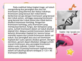 Pada makhluk hidup tingkat tinggi, sel tubuh
mengandung dua perangkat atau dua set
kromosom yang diterima dari kedua induknya.
Kromosom yang berasal dari induk betina
berbentuk serupa dengan kromosom yang berasal
dari induk jantan, sehingga sepasang kromosom
yang berasal dari induk jantan dan induk betina
disebut kromosom homolog. Pengertian
kromosom homolog, yaitu kromosom yang
mempunyai bentuk, fungsi, dan komposisi yang
sama. Jumlah kromosom dalam sel tubuh disebut
diploid (2n). Adapun jumlah kromosom dalam sel
kelamin dinamakan haploid (n), karena hanya
memiliki separo dari jumlah kromosom dalam sel
tubuh. Dua perangkat atau dua set kromosom
haploid dari suatu spesies disebut genom. Dengan
demikian, genom dapat dikatakan sebagai jumlah
macam kromosom atau perangkat kromosom
dalam suatu individu. Contoh: manusia
mempunyai 23 pasang kromosom haploid maka
dalam sel tubuhnya berarti terdapat 2 × 23 = 46
kromosom (diploid).
 