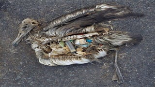 HEMPIRE MIXТренд	
 