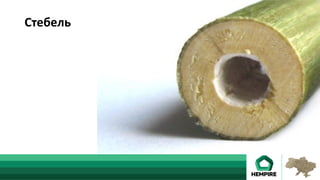Стебель	
Конопли	
	
Стебель	
 