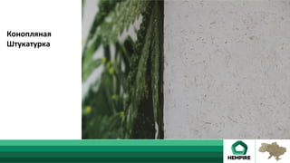 Конопляная	
Штукатурка	
	
 