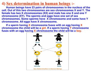 4) Sex determination in human beings :-
    Human beings have 23 pairs of chromosomes in the nucleus of the
cell. Out of this two chromosomes are sex chromosomes X and Y. The
female has two X chromosomes (XX) and male has one X and one Y
chromosome (XY). The sperms and eggs have one set of sex
chromosomes. Some sperms have X chromosome and some have Y
chromosome. All eggs have X chromosome.
    If a sperm having X chromosome fuses with an egg having X
chromosome the child will be a girl. If a sperm having Y chromosome
fuses with an egg having X chromosome the child will be a boy.
 