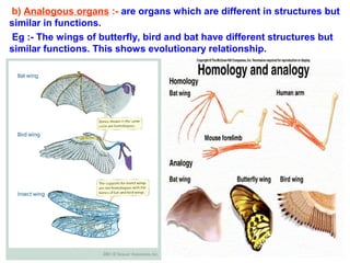 b) Analogous organs :- are organs which are different in structures but
similar in functions.
Eg :- The wings of butterfly, bird and bat have different structures but
similar functions. This shows evolutionary relationship.
 