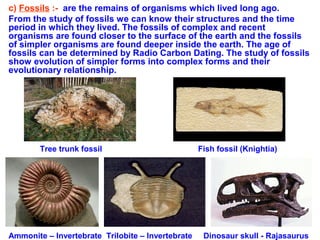 c) Fossils :- are the remains of organisms which lived long ago.
From the study of fossils we can know their structures and the time
period in which they lived. The fossils of complex and recent
organisms are found closer to the surface of the earth and the fossils
of simpler organisms are found deeper inside the earth. The age of
fossils can be determined by Radio Carbon Dating. The study of fossils
show evolution of simpler forms into complex forms and their
evolutionary relationship.




        Tree trunk fossil                          Fish fossil (Knightia)




Ammonite – Invertebrate Trilobite – Invertebrate    Dinosaur skull - Rajasaurus
 