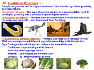 10. Evolution by stages :-
Complex organisms and its organs developed from simpler organisms gradually
over generations.
 i) Evolution of eyes :- The eyes of planaria are just eye spots to detect light. It
developed gradually into a complex organ in higher animals.
ii) Evolution of feathers :- Feathers were first developed in dinosaurs and used
for protection from cold. Later birds used them for flying.




iii) Evolution by artificial selection :- Humans cultivated wild cabbage for over
2000 years and produced different vegetables from it by artificial selection.
Eg :- Cabbage – by selecting short distance between the leaves.
       Cauliflower – by selecting sterile flowers.
       Kale – by selecting large leaves
       Kholrabi – by selecting the swollen stem
       Broccoli – by arresting flower growth
 