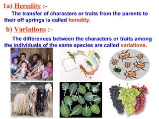 1a) Heredity :-
   The transfer of characters or traits from the parents to
their off springs is called heredity.
 b) Variations :-
   The differences between the characters or traits among
the individuals of the same species are called variations.
 