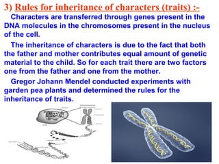 3) Rules for inheritance of characters (traits) :-
  Characters are transferred through genes present in the
DNA molecules in the chromosomes present in the nucleus
of the cell.
  The inheritance of characters is due to the fact that both
the father and mother contributes equal amount of genetic
material to the child. So for each trait there are two factors
one from the father and one from the mother.
  Gregor Johann Mendel conducted experiments with
garden pea plants and determined the rules for the
inheritance of traits.
 