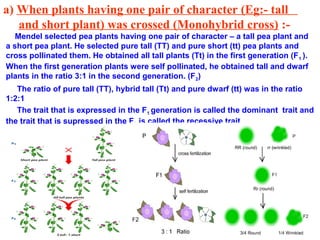 a) When plants having one pair of character (Eg:- tall
   and short plant) was crossed (Monohybrid cross) :-
   Mendel selected pea plants having one pair of character – a tall pea plant and
a short pea plant. He selected pure tall (TT) and pure short (tt) pea plants and
cross pollinated them. He obtained all tall plants (Tt) in the first generation (F 1 ).
When the first generation plants were self pollinated, he obtained tall and dwarf
plants in the ratio 3:1 in the second generation. (F2)
   The ratio of pure tall (TT), hybrid tall (Tt) and pure dwarf (tt) was in the ratio
1:2:1
   The trait that is expressed in the F1 generation is called the dominant trait and
the trait that is supressed in the F1 is called the recessive trait.
 