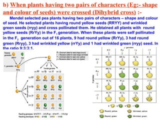 b) When plants having two pairs of characters (Eg:- shape
and colour of seeds) were crossed (Dihybrid cross) :-
    Mendel selected pea plants having two pairs of characters – shape and colour
of seed. He selected plants having round yellow seeds (RRYY) and wrinkled
green seeds (rryy) and cross pollinated them. He obtained all plants with round
yellow seeds (RrYy) in the F1 generation. When these plants were self pollinated
in the F2 generation out of 16 plants, 9 had round yellow (RrYy), 3 had round
green (Rryy), 3 had wrinkled yellow (rrYy) and 1 had wrinkled green (rryy) seed. In
the ratio 9:3:3:1.
 
