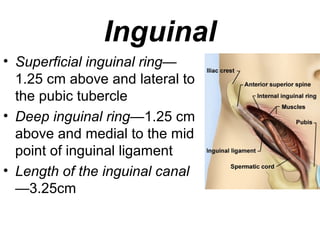 Inguinal
• Superficial inguinal ring—
1.25 cm above and lateral to
the pubic tubercle
• Deep inguinal ring—1.25 cm
above and medial to the mid
point of inguinal ligament
• Length of the inguinal canal
—3.25cm
 
