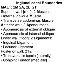 Ingiunal canal Boundaries
MALT: 2M 2A, 2L, 2T:
Superior wall [roof]: 2 Muscles:
• Internal oblique Muscle
• Transverse abdominus Muscle
Anterior wall: 2 Aponeuroses:
• Aponeurosis of external oblique
• Aponeurosis of internal oblique
Lower wall [floor]: 2 Ligaments:
• Inguinal Ligament
• Lacunar Ligament
Posterior wall: 2Ts:
• Transversalis fascia [laterally]
• Conjoint Tendon [medially]
 