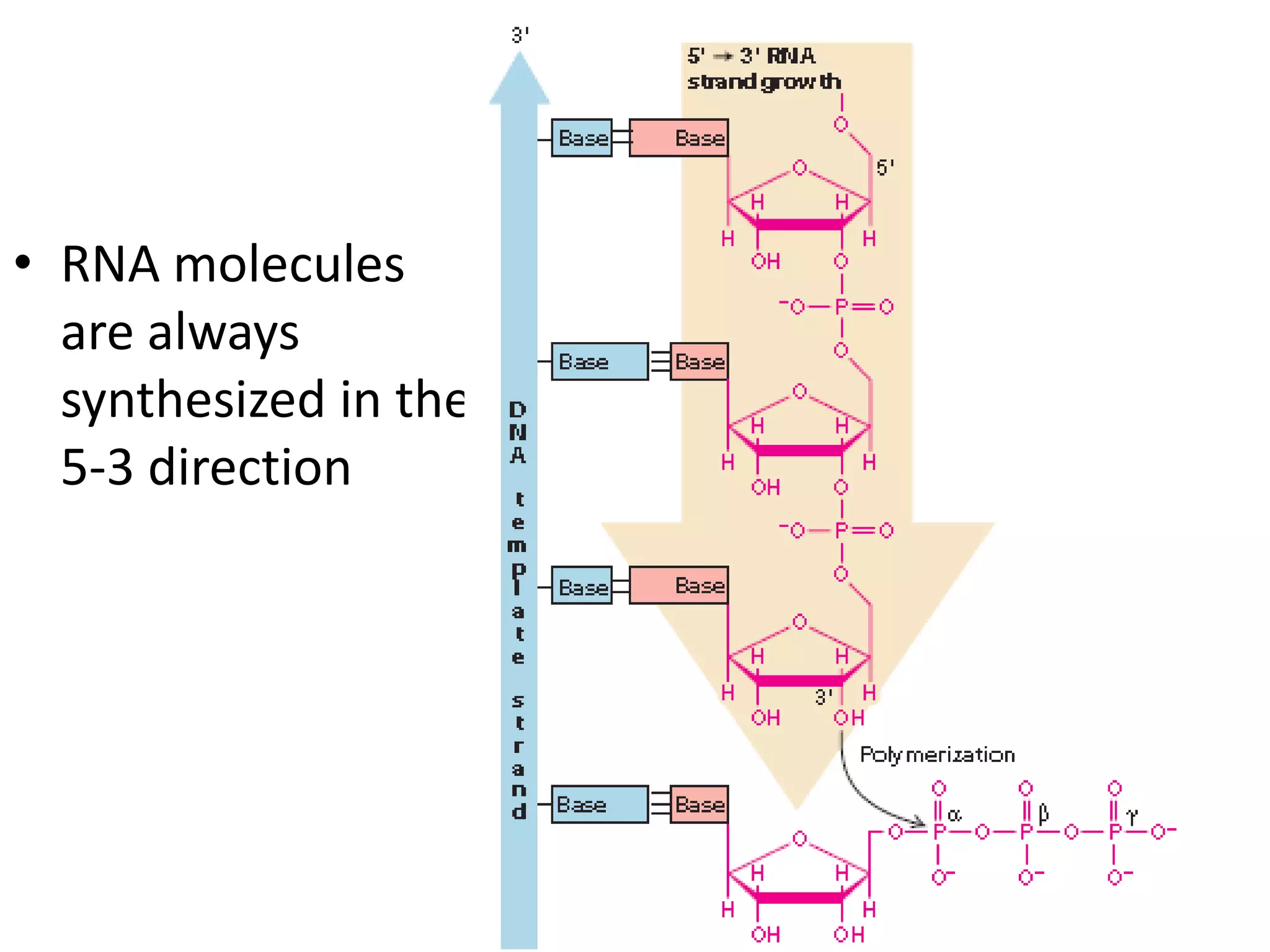 Rna Directionality 11 how cells read the genome :from DNA to Protein | PPTX