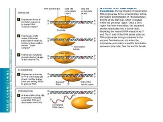 11 how cells read the genome :from DNA to Protein | PPTX