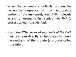 11 how cells read the genome :from DNA to Protein | PPTX