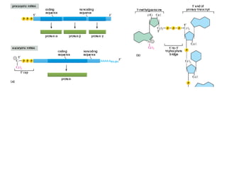 11 how cells read the genome :from DNA to Protein | PPTX