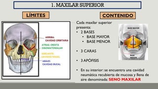 Repaso de anatomía para estudiantes de odontologia | PDF
