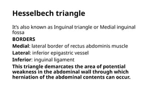 Triangular Protrusion Comprehensive Overview of Inguinal Hernia: Anatomy, Diagnosis, and ...