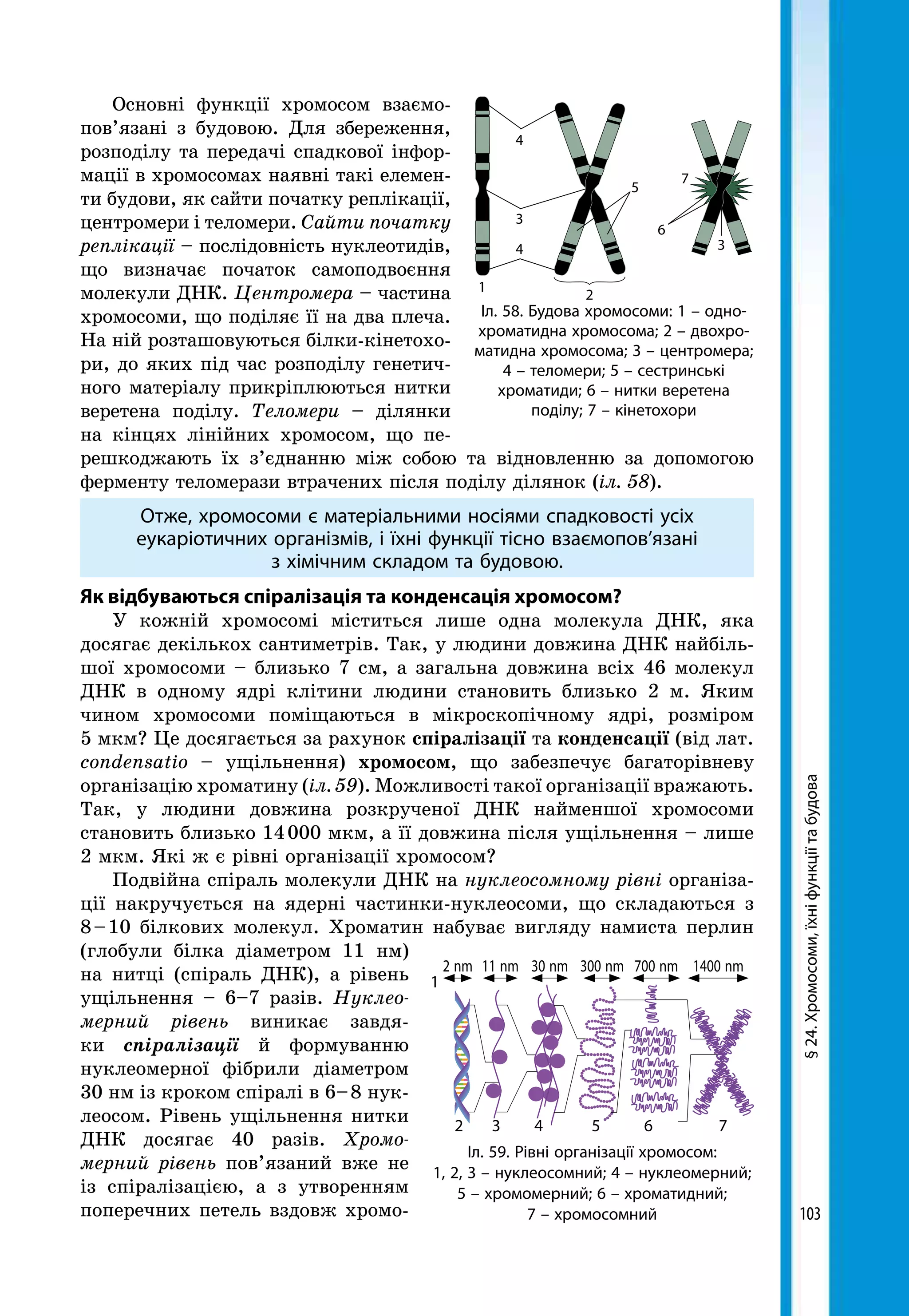 103
Основні функції хромосом взаємо-
пов’язані з будовою. Для збереження,
розподілу та передачі спадкової інфор-
мації в хромосомах наявні такі елемен-
ти будови, як сайти початку реплікації,
центромери і теломери. Сайти початку
реплікації – послідовність нуклеотидів,
що визначає початок самоподвоєння
молекули ДНК. Центромера – частина
хромосоми, що поділяє її на два плеча.
На ній розташовуються білки-кінетохо-
ри, до яких під час розподілу генетич-
ного матеріалу прикріплюються нитки
веретена поділу. Теломери – ділянки
на кінцях лінійних хромосом, що пе-
решкоджають їх з’єднанню між собою та відновленню за допомогою
ферменту теломерази втрачених після поділу ділянок (іл. 58).
Отже, хромосоми є матеріальними носіями спадковості усіх
еукаріотичних організмів, і їхні функції тісно взаємопов’язані
з хімічним складом та будовою.
Як відбуваються спіралізація та конденсація хромосом?
У кожній хромосомі міститься лише одна молекула ДНК, яка
досягає декількох сантиметрів. Так, у людини довжина ДНК найбіль-
шої хромосоми – близько 7 см, а загальна довжина всіх 46 молекул
ДНК в одному ядрі клітини людини становить близько 2 м. Яким
чином хромосоми поміщаються в мікроскопічному ядрі, розміром
5 мкм? Це досягається за рахунок спіралізації та конденсації (від лат.
condensatio – ущільнення) хромосом, що забезпечує багаторівневу
організацію хроматину (іл. 59). Можливості такої організації вражають.
Так, у людини довжина розкрученої ДНК найменшої хромосоми
становить близько 14 000 мкм, а її довжина після ущільнення – лише
2 мкм. Які ж є рівні організації хромосом?
Подвійна спіраль молекули ДНК на нуклеосомному рівні організа-
ції накручується на ядерні частинки-нуклеосоми, що складаються з
8 – 10 білкових молекул. Хроматин набуває вигляду намиста перлин
(глобули білка діаметром 11 нм)
на нитці (спіраль ДНК), а рівень
ущільнення – 6–7 разів. Нуклео­
мерний рівень виникає завдя-
ки спіралізації й формуванню
нуклео­мерної фібрили діаметром
30 нм із кроком спіралі в 6– 8 нук­
леосом. Рівень ущільнення нитки
ДНК досягає 40 разів. Хромо­
мерний рівень пов’язаний вже не
із спіралізацією, а з утворенням
поперечних петель вздовж хромо-
Іл. 58. Будова хромосоми: 1 – одно-
хроматидна хромосома; 2 – двохро-
матидна хромосома; 3 – центромера;
4 – теломери; 5 – сестринські
хроматиди; 6 – нитки веретена
поділу; 7 – кінетохори
1
2
4
3
4
5
6
3
7
2 nm
1
2 3 4 5 6 7
11 nm 30 nm 300 nm 700 nm 1400 nm
Іл. 59. Рівні організації хромосом:
1, 2, 3 – нуклеосомний; 4 – нуклеомерний;
5 – хромомерний; 6 – хроматидний;
7 – хромосомний
§24.Хромосоми,їхніфункціїтабудова
 