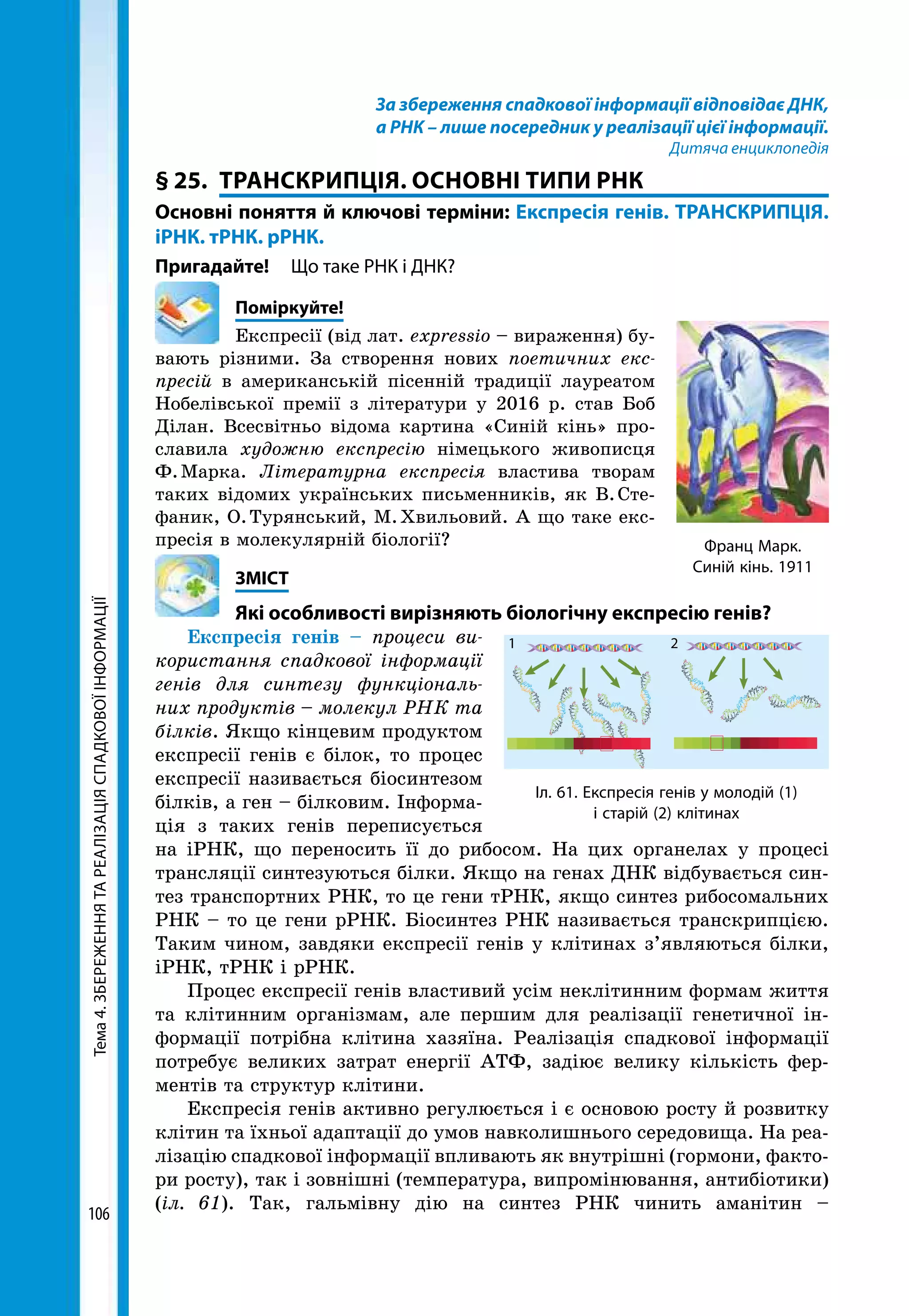 Тема4.ЗБЕРЕЖЕННЯТАРЕАЛІЗАЦІЯСПАДКОВОЇІНФОРМАЦІЇ
106
За збереження спадкової інформації відповідає ДНК,
а РНК – лише посередник у реалізації цієї інформації.
Дитяча енциклопедія
§ 25.	 ТРАНСКРИПЦІЯ. ОСНОВНІ ТИПИ РНК
Основні поняття й ключові терміни: Експресія генів. ТРАНСКРИПЦІЯ.
іРНК. тРНК. рРНК.
Пригадайте! 	 Що таке РНК і ДНК?
	Поміркуйте!
Експресії (від лат. expressio – вираження) бу-
вають різними. За створення нових поетичних екс­
пресій в американській пісенній традиції лауреатом
Нобелівської премії з літератури у 2016 р. став Боб
Ділан. Всесвітньо відома картина «Синій кінь» про-
славила художню експресію німецького живописця
Ф. Марка. Літературна експресія властива творам
таких відомих українських письменників, як В. Сте-
фаник, О. Турянський, М. Хвильовий. А що таке екс-
пресія в молекулярній біології?
	ЗМІСТ
	 Які особливості вирізняють біологічну експресію генів?
Експресія генів – процеси ви­
користання спадкової інформації
генів для синтезу функціональ­
них продуктів – молекул РНК та
білків. Якщо кінцевим продуктом
експресії генів є білок, то процес
експресії називається біосинтезом
білків, а ген – білковим. Інформа-
ція з таких генів переписується
на іРНК, що переносить її до рибосом. На цих органелах у процесі
трансляції синтезуються білки. Якщо на генах ДНК відбувається син-
тез транспортних РНК, то це гени тРНК, якщо синтез рибосомальних
РНК – то це гени рРНК. Біосинтез РНК називається транскрипцією.
Таким чином, завдяки експресії генів у клітинах з’являються білки,
іРНК, тРНК і рРНК.
Процес експресії генів властивий усім неклітинним формам життя
та клітинним організмам, але першим для реалізації генетичної ін-
формації потрібна клітина хазяїна. Реалізація спадкової інформації
потребує великих затрат енергії АТФ, задіює велику кількість фер-
ментів та структур клітини.
Експресія генів активно регулюється і є основою росту й розвитку
клітин та їхньої адаптації до умов навколишнього середовища. На реа-
лізацію спадкової інформації впливають як внутрішні (гормони, факто-
ри росту), так і зовнішні (температура, випромінювання, антибіо­тики)
(іл. 61). Так, гальмівну дію на синтез РНК чинить аманітин –
Франц Марк.
Синій кінь. 1911
Іл. 61. Експресія генів у молодій (1)
і старій (2) клітинах
1 2
 