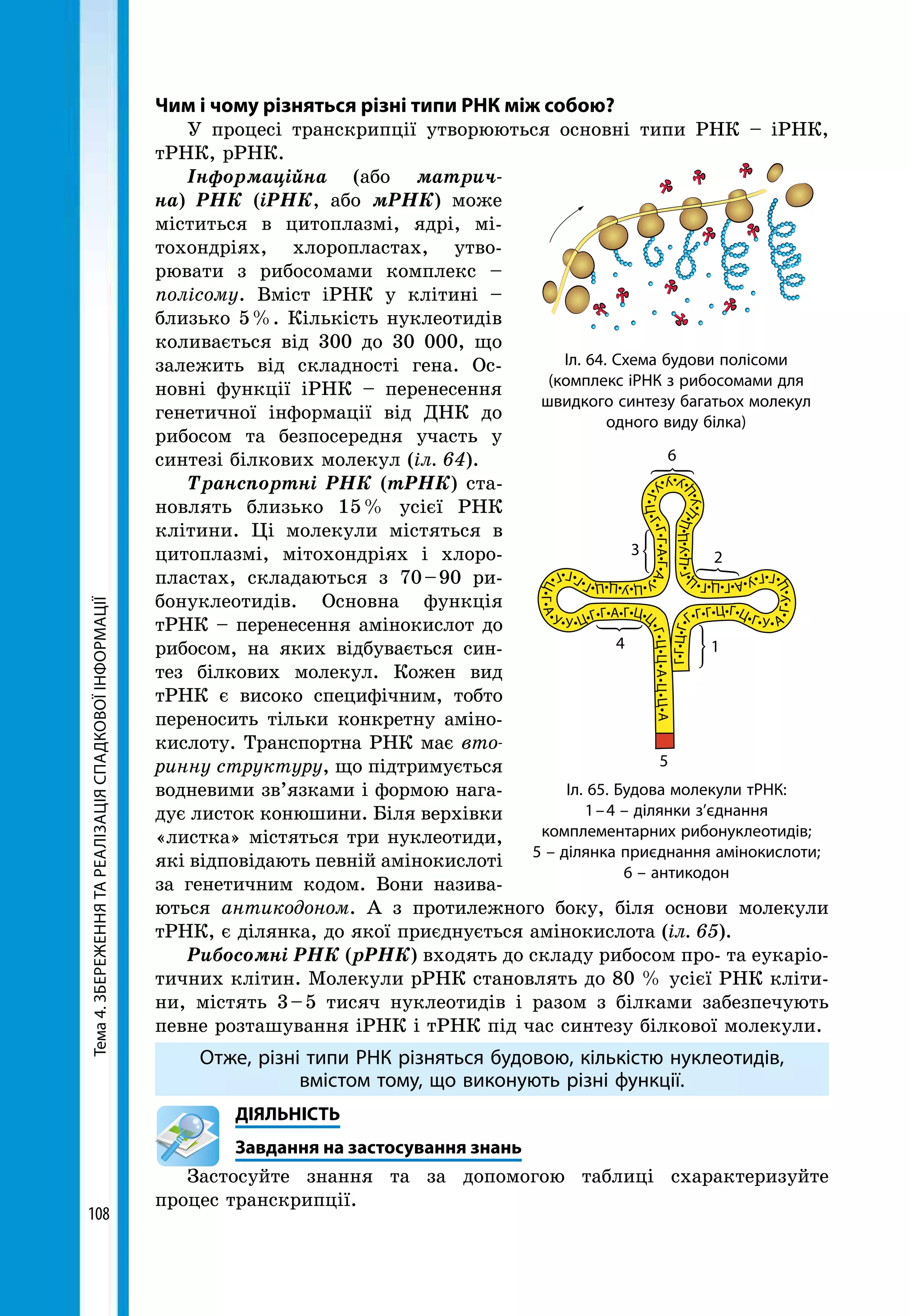 Тема4.ЗБЕРЕЖЕННЯТАРЕАЛІЗАЦІЯСПАДКОВОЇІНФОРМАЦІЇ
108
Чим і чому різняться різні типи РНК між собою?
У процесі транскрипції утворюються основні типи РНК – іРНК,
тРНК, рРНК.
Інформаційна (або матрич-
на) РНК (іРНК, або мРНК) може
міститься в цитоплазмі, ядрі, мі-
тохондріях, хлоропластах, утво-
рювати з рибосомами комплекс –
полісому. Вміст іРНК у клітині –
близько 5 %. Кількість нуклеотидів
коливається від 300 до 30 000, що
залежить від складності гена. Ос-
новні функції іРНК – перенесення
генетичної інформації від ДНК до
рибосом та безпосередня участь у
синтезі білкових молекул (іл. 64).
Транспортні РНК (тРНК) ста-
новлять близько 15 % усієї РНК
клітини. Ці молекули містяться в
цитоплазмі, мітохондріях і хлоро­
пластах, складаються з 70 – 90 ри-
бонуклеотидів. Основна функція
тРНК – перенесення амінокислот до
рибосом, на яких відбувається син-
тез білкових молекул. Кожен вид
тРНК є високо специфічним, тобто
переносить тільки конкретну аміно-
кислоту. Транспортна РНК має вто­
ринну структуру, що підтримується
водневими зв’язками і формою нага-
дує листок конюшини. Біля верхівки
«листка» містяться три нуклеотиди,
які відповідають певній амінокислоті
за генетичним кодом. Вони назива-
ються антикодоном. А з протилежного боку, біля основи молекули
тРНК, є ділянка, до якої приєднується амінокислота (іл. 65).
Рибосомні РНК (рРНК) входять до складу рибосом про- та еукаріо­
тичних клітин. Молекули рРНК становлять до 80 % усієї РНК кліти-
ни, містять 3 – 5 тисяч нуклеотидів і разом з білками забезпечують
певне розташування іРНК і тРНК під час синтезу білкової молекули.
Отже, різні типи РНК різняться будовою, кількістю нуклеотидів,
вмістом тому, що виконують різні функції.
	ДІЯЛЬНІСТЬ
	 Завдання на застосування знань
Застосуйте знання та за допомогою таблиці схарактеризуйте
процес транскрипції.
Іл. 64. Схема будови полісоми
(комплекс іРНК з рибосомами для
швидкого синтезу багатьох молекул
одного виду білка)
Іл. 65. Будова молекули тРНК:
1 – 4 – ділянки з’єднання
комплементарних рибонуклеотидів;
5 – ділянка приєднання амінокислоти;
6 – антикодон
Г•Г•Ц•Г•
Г•Г•Г•Ц•Г•Ц•Г•У• А
•Г•У•Ц
•Г•Г•У•А•Г•Ц•Г•Ц
•Г•Ц•У•Ц•Ц•Ц
•У•Ц
•У•У•У
•Г•Ц•Г•Г•Г•А•Г•А•
У•Ц•У•Ц•Ц•Г•Г•Г•Г•
Ц•Г•А•
У•У•Ц•Г•Г•А•Г•Ц•Ц
•Г•Ц•Ц•А•Ц•Ц•А
{
{
{
{ {4
3 2
6
1
5
 