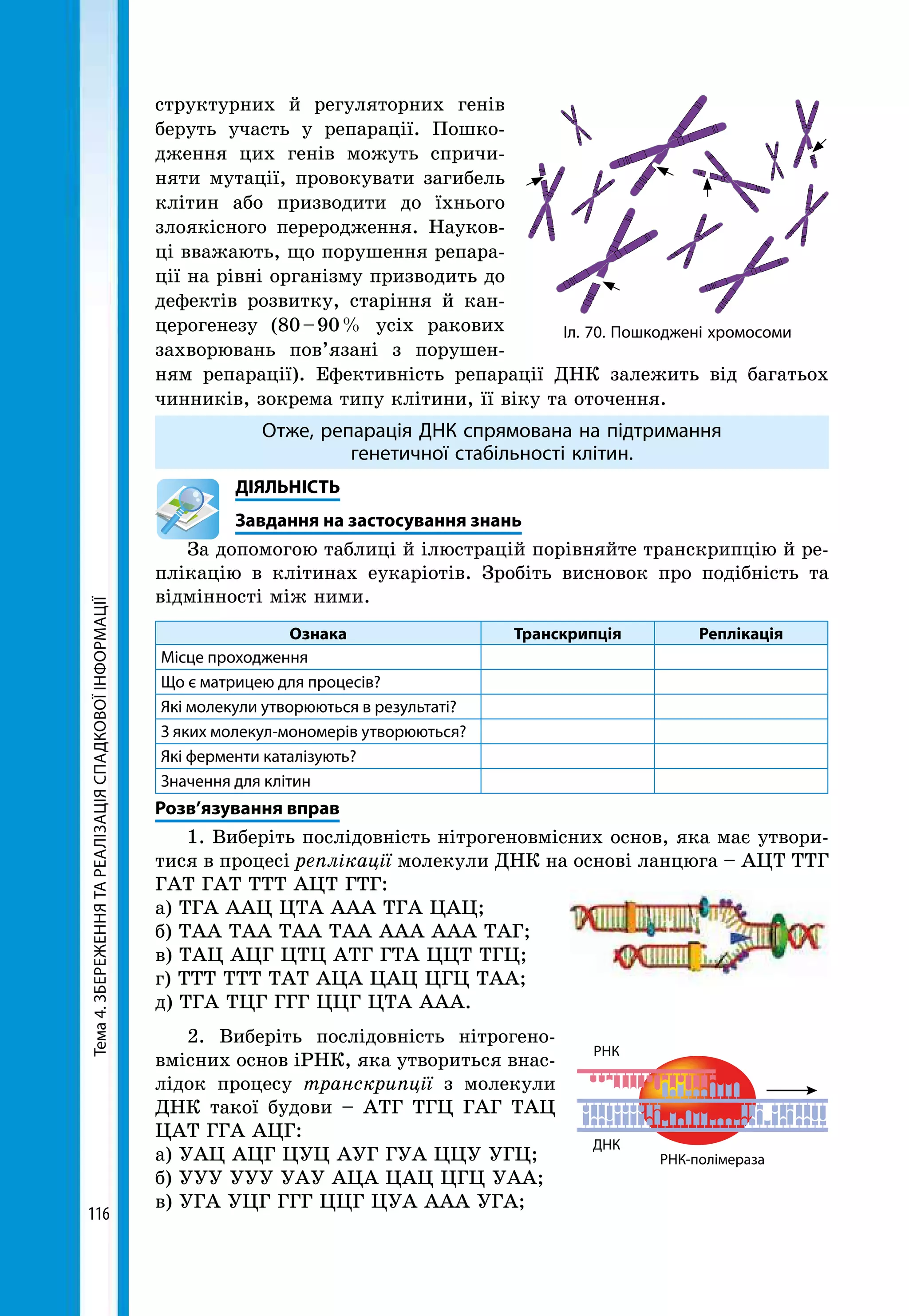 Тема4.ЗБЕРЕЖЕННЯТАРЕАЛІЗАЦІЯСПАДКОВОЇІНФОРМАЦІЇ
116
ДНК
РНК
РНК-полімераза
структурних й регуляторних генів
беруть участь у репарації. Пошко-
дження цих генів можуть спричи-
няти мутації, провокувати загибель
клітин або призводити до їхнього
злоякісного переродження. Науков-
ці вважають, що порушення репара-
ції на рівні організму призводить до
дефектів розвитку, старіння й кан-
церогенезу (80 – 90 % усіх ракових
захворювань пов’язані з порушен-
ням репарації). Ефективність репарації ДНК залежить від багатьох
чинників, зокрема типу клітини, її віку та оточення.
Отже, репарація ДНК спрямована на підтримання
генетичної стабільності клітин.
	ДІЯЛЬНІСТЬ
	 Завдання на застосування знань
За допомогою таблиці й ілюстрацій порівняйте транскрипцію й ре-
плікацію в клітинах еукаріотів. Зробіть висновок про подібність та
відмінності між ними.
Ознака Транскрипція Реплікація
Місце проходження
Що є матрицею для процесів?
Які молекули утворюються в результаті?
З яких молекул-мономерів утворюються?
Які ферменти каталізують?
Значення для клітин
Розв’язування вправ
1. Виберіть послідовність нітрогеновмісних основ, яка має утвори-
тися в процесі реплікації молекули ДНК на основі ланцюга – АЦТ ТТГ
ГАТ ГАТ ТТТ АЦТ ГТГ:
а) ТГА ААЦ ЦТА ААА ТГА ЦАЦ;
б) ТАА ТАА ТАА ТАА ААА ААА ТАГ;
в) ТАЦ АЦГ ЦТЦ АТГ ГТА ЦЦТ ТГЦ;
г) ТТТ ТТТ ТАТ АЦА ЦАЦ ЦГЦ ТАА;
д) ТГА ТЦГ ГГГ ЦЦГ ЦТА ААА.
2. Виберіть послідовність нітрогено-
вмісних основ іРНК, яка утвориться внас-
лідок процесу транскрипції з молекули
ДНК такої будови – АТГ ТГЦ ГАГ ТАЦ
ЦАТ ГГА АЦГ:
а) УАЦ АЦГ ЦУЦ АУГ ГУА ЦЦУ УГЦ;
б) УУУ УУУ УАУ АЦА ЦАЦ ЦГЦ УАА;
в) УГА УЦГ ГГГ ЦЦГ ЦУА ААА УГА;
Іл. 70. Пошкоджені хромосоми
 