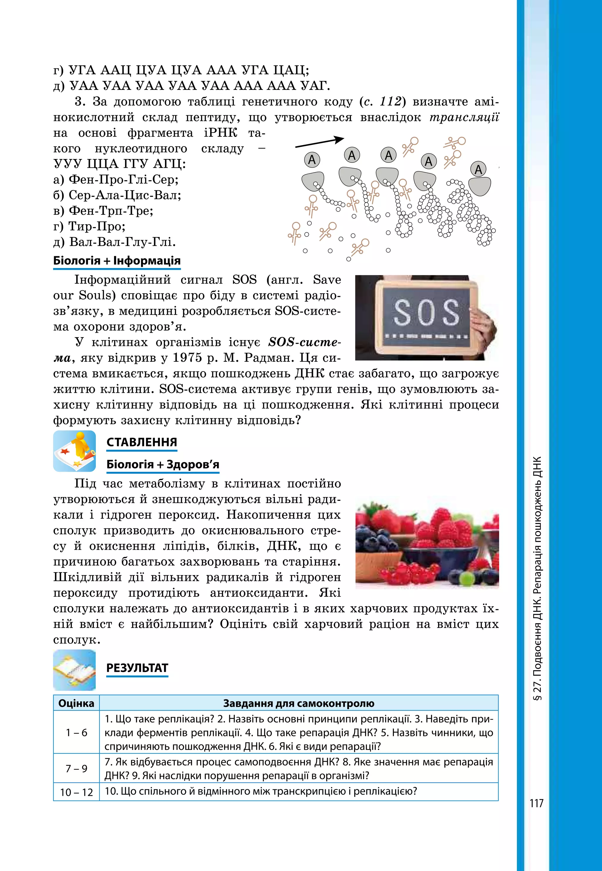 117
А А А А
А
г) УГА ААЦ ЦУА ЦУА ААА УГА ЦАЦ;
д) УАА УАА УАА УАА УАА ААА ААА УАГ.
3. За допомогою таблиці генетичного коду (с. 112) визначте амі-
нокислотний склад пептиду, що утворюється внаслідок транс­ляції
на основі фрагмента іРНК та-
кого нуклеотидного складу –
УУУ ЦЦА ГГУ АГЦ:
а) Фен-Про-Глі-Сер;
б) Сер-Ала-Цис-Вал;
в) Фен-Трп-Тре;
г) Тир-Про;
д) Вал-Вал-Глу-Глі.
Біологія + Інформація
Інформаційний сигнал SOS (англ. Save
our Souls) сповіщає про біду в системі радіо­
зв’язку, в медицині розробляється SOS-систе-
ма охорони здоров’я.
У клітинах організмів існує SOS-систе-
ма, яку відкрив у 1975 р. М. Радман. Ця си-
стема вмикається, якщо пошкоджень ДНК стає забагато, що загрожує
життю клітини. SOS-система активує групи генів, що зумовлюють за-
хисну клітинну відповідь на ці пошкодження. Які клітинні процеси
формують захисну клітинну відповідь?
СТАВЛЕННЯ
Біологія + Здоров’я
Під час метаболізму в клітинах постійно
утворюються й знешкоджуються вільні ради-
кали і гідроген пероксид. Накопичення цих
сполук призводить до окиснювального стре-
су й окиснення ліпідів, білків, ДНК, що є
причиною багатьох захворювань та старіння.
Шкідливій дії вільних радикалів й гідроген
пероксиду протидіють антиоксиданти. Які
сполуки належать до антиоксидантів і в яких харчових продуктах їх-
ній вміст є найбільшим? Оцініть свій харчовий раціон на вміст цих
сполук.
	РЕЗУЛЬТАТ
Оцінка Завдання для самоконтролю
1 – 6
1. Що таке реплікація? 2. Назвіть основні принципи реплікації. 3. Наведіть при-
клади ферментів реплікації. 4. Що таке репарація ДНК? 5. Назвіть чинники, що
спричиняють пошкодження ДНК. 6. Які є види репарації?
7 – 9
7. Як відбувається процес самоподвоєння ДНК? 8. Яке значення має репарація
ДНК? 9. Які наслідки порушення репарації в організмі?
10 – 12 10. Що спільного й відмінного між транскрипцією і реплікацією?
§27.ПодвоєнняДНК.РепараціяпошкодженьДНК
 