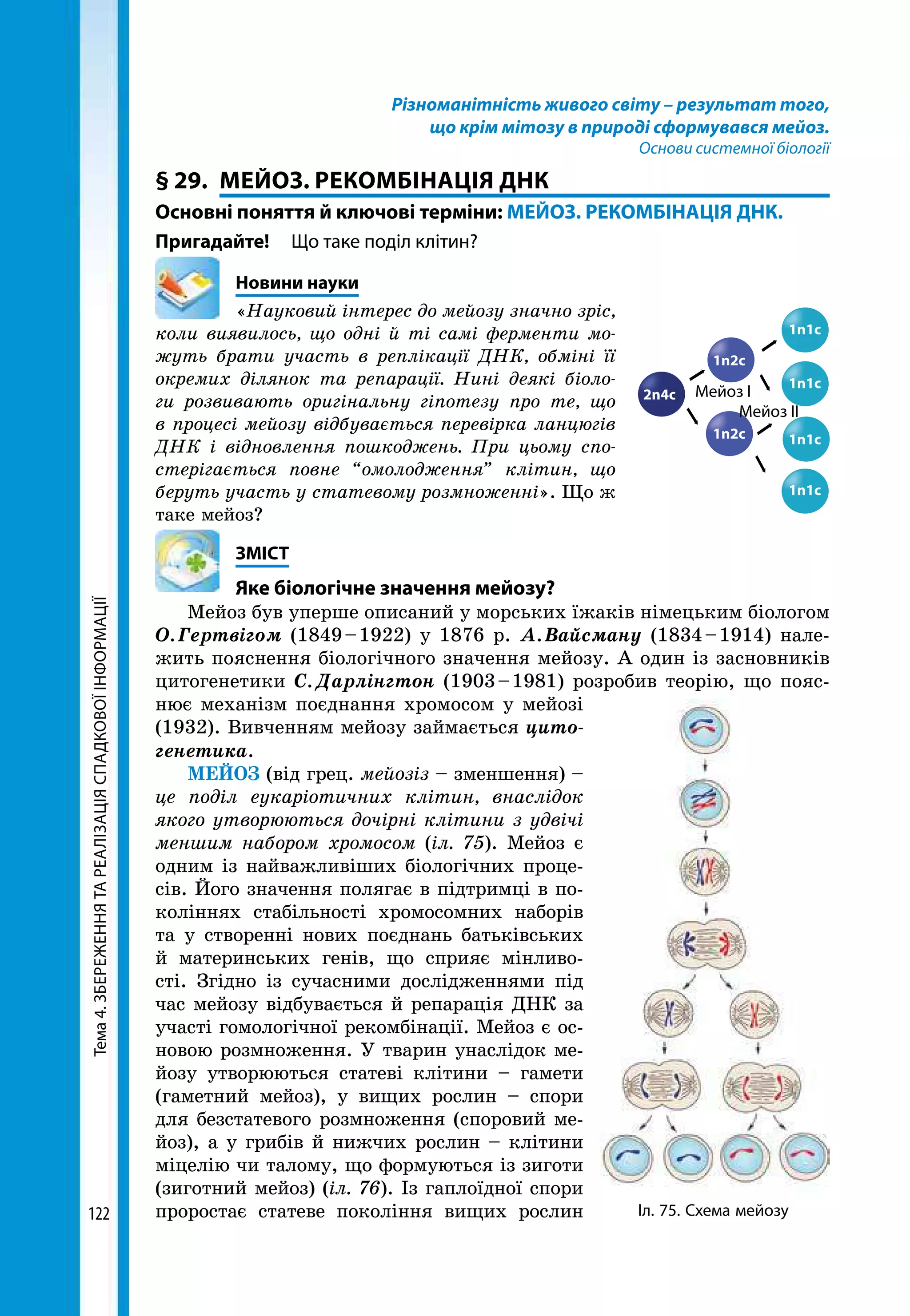 Тема4.ЗБЕРЕЖЕННЯТАРЕАЛІЗАЦІЯСПАДКОВОЇІНФОРМАЦІЇ
122
Різноманітність живого світу – результат того,
що крім мітозу в природі сформувався мейоз.
Основи системної біології
§ 29.	 МЕЙОЗ. РЕКОМБІНАЦІЯ ДНК
Основні поняття й ключові терміни: МЕЙОЗ. РЕКОМБІНАЦІЯ ДНК.
Пригадайте! 	 Що таке поділ клітин?
	 Новини науки
«Науковий інтерес до мейозу значно зріс,
коли виявилось, що одні й ті самі ферменти мо­
жуть брати участь в реплікації ДНК, обміні її
окремих ділянок та репарації. Нині деякі біоло­
ги розвивають оригінальну гіпотезу про те, що
в процесі мейозу відбувається перевірка ланцюгів
ДНК і відновлення пошкоджень. При цьому спо­
стерігається повне “омолодження” клітин, що
беруть участь у статевому розмноженні». Що ж
таке мейоз?
	ЗМІСТ
	 Яке біологічне значення мейозу?
Мейоз був уперше описаний у морських їжаків німецьким біологом
О. Гертвігом (1849 – 1922) у 1876 р. А. Вайсману (1834 – 1914) нале-
жить пояснення біологічного значення мейозу. А один із засновників
цитогенетики С. Дарлінгтон (1903 – 1981) розробив теорію, що пояс-
нює механізм поєднання хромосом у мейозі
(1932). Вивченням мейозу займається цито-
генетика.
МЕЙОЗ (від грец. мейозіз – зменшення) –
це поділ еукаріотичних клітин, внаслідок
якого утворюються дочірні клітини з удвічі
меншим набором хромосом (іл. 75). Мейоз є
одним із найважливіших біологічних проце-
сів. Його значення полягає в підтримці в по-
коліннях стабільності хромосомних наборів
та у створенні нових поєднань батьківських
й материнських генів, що сприяє мінливо-
сті. Згідно із сучасними дослідженнями під
час мейозу відбувається й репарація ДНК за
участі гомологічної рекомбінації. Мейоз є ос-
новою розмноження. У тварин унаслідок ме-
йозу утворюються статеві клітини – гамети
(гаметний мейоз), у вищих рослин – спори
для безстатевого розмноження (споровий ме-
йоз), а у грибів й нижчих рослин – клітини
міцелію чи талому, що формуються із зиготи
(зиготний мейоз) (іл. 76). Із гаплоїдної спори
проростає статеве покоління вищих рослин Іл. 75. Схема мейозу
2n4c
1n2c
1n2c
1n1c
1n1c
1n1c
1n1c
Мейоз І
Мейоз ІІ
 