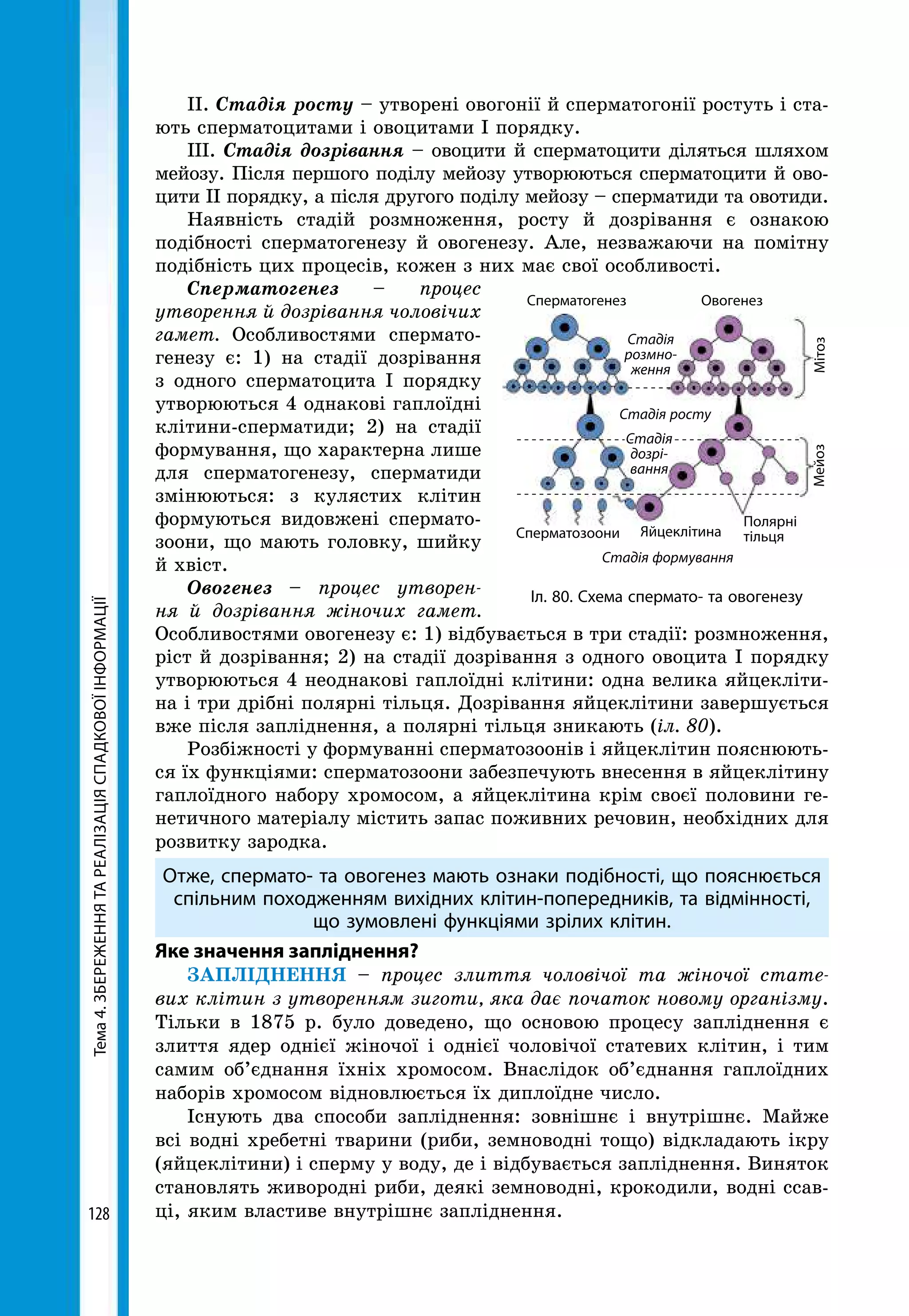 Тема4.ЗБЕРЕЖЕННЯТАРЕАЛІЗАЦІЯСПАДКОВОЇІНФОРМАЦІЇ
128
ІІ. Стадія росту – утворені овогонії й сперматогонії ростуть і ста-
ють сперматоцитами і овоцитами І порядку.
ІII. Стадія дозрівання – овоцити й сперматоцити діляться шляхом
мейозу. Після першого поділу мейозу утворюються сперматоцити й ово-
цити ІІ порядку, а після другого поділу мейозу – сперматиди та овотиди.
Наявність стадій розмноження, росту й дозрівання є ознакою
подібності сперматогенезу й овогенезу. Але, незважаючи на помітну
подібність цих процесів, кожен з них має свої особливості.
Сперматогенез – процес
утворення й дозрівання чоловічих
гамет. Особливостями спермато-
генезу є: 1) на стадії дозрівання
з одного сперматоцита І порядку
утворюються 4 однакові гаплоїдні
клітини-сперматиди; 2) на стадії
формування, що характерна лише
для сперматогенезу, сперматиди
змінюються: з кулястих клітин
формуються видовжені спермато-
зоони, що мають головку, шийку
й хвіст.
Овогенез – процес утворен­
ня й дозрівання жіночих гамет.
Особ­ливостями овогенезу є: 1) відбувається в три стадії: розмноження,
ріст й дозрівання; 2) на стадії дозрівання з одного овоцита І порядку
утворюються 4 неоднакові гаплоїдні клітини: одна велика яйцекліти-
на і три дрібні полярні тільця. Дозрівання яйцеклітини завершується
вже після запліднення, а полярні тільця зникають (іл. 80).
Розбіжності у формуванні сперматозоонів і яйцеклітин пояснюють-
ся їх функціями: сперматозоони забезпечують внесення в яйцеклітину
гаплоїдного набору хромосом, а яйцеклітина крім своєї половини ге-
нетичного матеріалу містить запас поживних речовин, необхідних для
розвитку зародка.
Отже, спермато- та овогенез мають ознаки подібності, що пояснюється
спільним походженням вихідних клітин-попередників, та відмінності,
що зумовлені функціями зрілих клітин.
Яке значення запліднення?
ЗАПЛІДНЕННЯ – процес злиття чоловічої та жіночої стате­
вих клітин з утворенням зиготи, яка дає початок новому організму.
Тільки в 1875 р. було доведено, що основою процесу запліднення є
злиття ядер однієї жіночої і однієї чоловічої статевих клітин, і тим
самим об’єднання їхніх хромосом. Внаслідок об’єднання гаплоїдних
наборів хромосом відновлюється їх диплоїдне число.
Існують два способи запліднення: зовнішнє і внутрішнє. Майже
всі водні хребетні тварини (риби, земноводні тощо) відкладають ікру
(яйцеклітини) і сперму у воду, де і відбувається запліднення. Виняток
становлять живородні риби, деякі земноводні, крокодили, водні ссав-
ці, яким властиве внутрішнє запліднення.
Іл. 80. Схема спермато- та овогенезу
Сперматогенез Овогенез
МітозМейоз
Стадія
розмно-
ження
Стадія росту
Стадія формування
Сперматозоони Яйцеклітина
Полярні
тільця
Стадія
дозрі-
вання
 