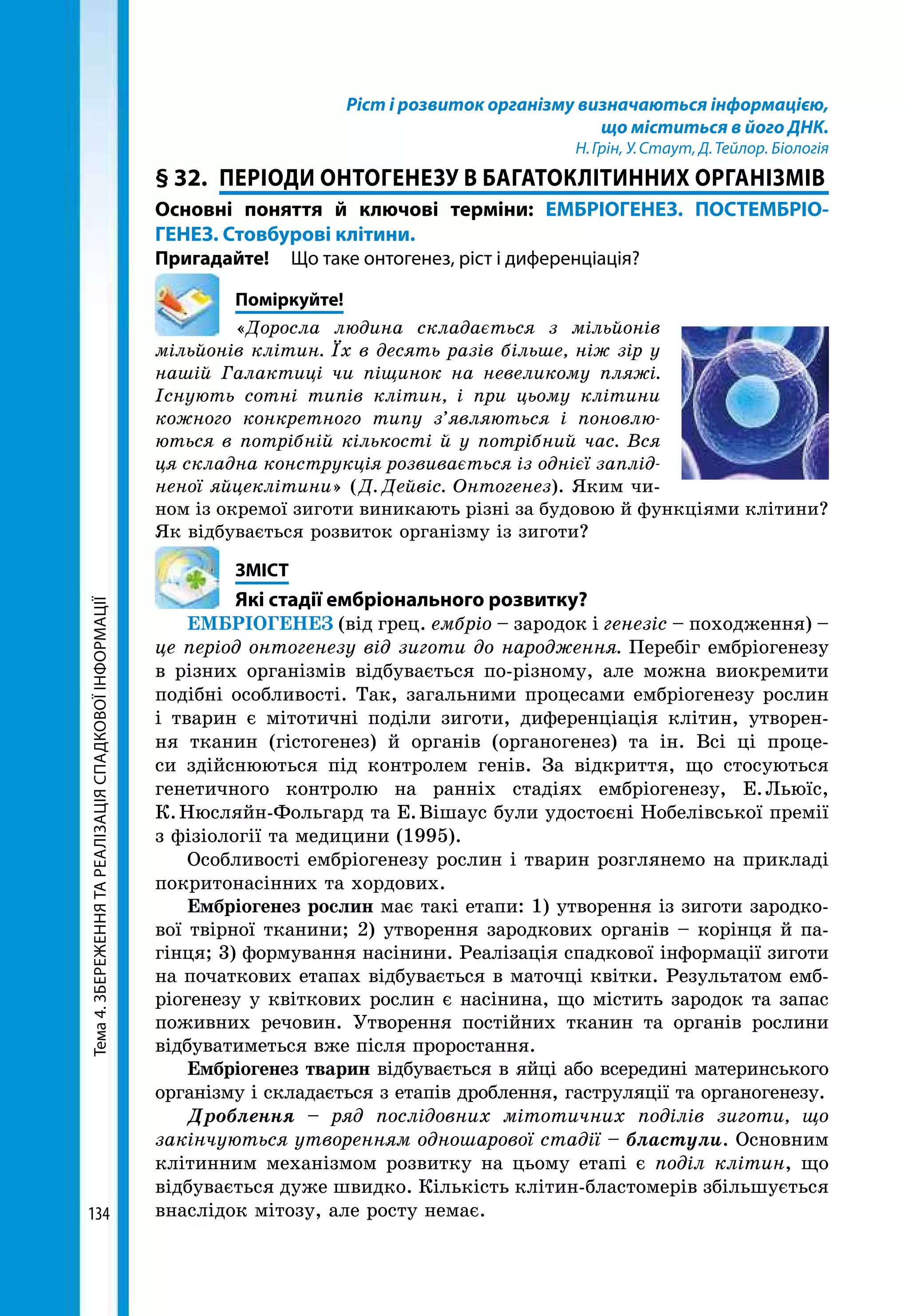 Тема4.ЗБЕРЕЖЕННЯТАРЕАЛІЗАЦІЯСПАДКОВОЇІНФОРМАЦІЇ
134
Ріст і розвиток організму визначаються інформацією,
що міститься в його ДНК.
Н. Грін, У. Стаут, Д. Тейлор. Біологія
§ 32.	 ПЕРІОДИ ОНТОГЕНЕЗУ В БАГАТОКЛІТИННИХ ОРГАНІЗМІВ
Основні поняття й ключові терміни: ЕМБРІОГЕНЕЗ. ПОСТЕМБРІО­
ГЕНЕЗ. Стовбурові клітини.
Пригадайте!	 Що таке онтогенез, ріст і диференціація?
	Поміркуйте!
«Доросла людина складається з мільйонів
мільйонів клітин. Їх в десять разів більше, ніж зір у
нашій Галактиці чи піщинок на невеликому пляжі.
Існують сотні типів клітин, і при цьому клітини
кожного конкретного типу з’являються і поновлю­
ються в потрібній кількості й у потрібний час. Вся
ця складна конструкція розвивається із однієї заплід­
неної яйцеклітини» ( Д.  Дейвіс. Онтогенез). Яким чи-
ном із окремої зиготи виникають різні за будовою й функціями клітини?
Як відбувається розвиток організму із зиготи?
	ЗМІСТ
	 Які стадії ембріонального розвитку?
ЕМБРІОГЕНЕЗ (від грец. ембріо – зародок і генезіс – походження) –
це період онтогенезу від зиготи до народження. Перебіг ембріогенезу
в різних організмів відбувається по-різному, але можна виокремити
подібні особливості. Так, загальними процесами ембріогенезу рослин
і тварин є мітотичні поділи зиготи, диференціація клітин, утворен-
ня тканин (гістогенез) й органів (органогенез) та ін. Всі ці проце-
си здійснюються під контролем генів. За відкриття, що стосуються
генетичного контролю на ранніх стадіях ембріогенезу, Е. Льюїс,
К. Нюсляйн-Фольгард та Е. Вішаус були удостоєні Нобелівської премії
з фізіології та медицини (1995).
Особливості ембріогенезу рослин і тварин розглянемо на прикладі
покритонасінних та хордових.
Ембріогенез рослин має такі етапи: 1) утворення із зиготи зародко-
вої твірної тканини; 2) утворення зародкових органів – корінця й па-
гінця; 3) формування насінини. Реалізація спадкової інформації зиготи
на початкових етапах відбувається в маточці квітки. Результатом емб-
ріогенезу у квіткових рослин є насінина, що містить зародок та запас
поживних речовин. Утворення постійних тканин та органів рослини
відбуватиметься вже після проростання.
Ембріогенез тварин відбувається в яйці або всередині материнського
організму і складається з етапів дроблення, гаструляції та органогенезу.
Дроблення – ряд послідовних мітотичних поділів зиготи, що
закінчуються утворенням одношарової стадії – бластули. Основним
клітинним механізмом розвитку на цьому етапі є поділ клітин, що
відбувається дуже швидко. Кількість клітин-бластомерів збільшується
внаслідок мітозу, але росту немає.
 