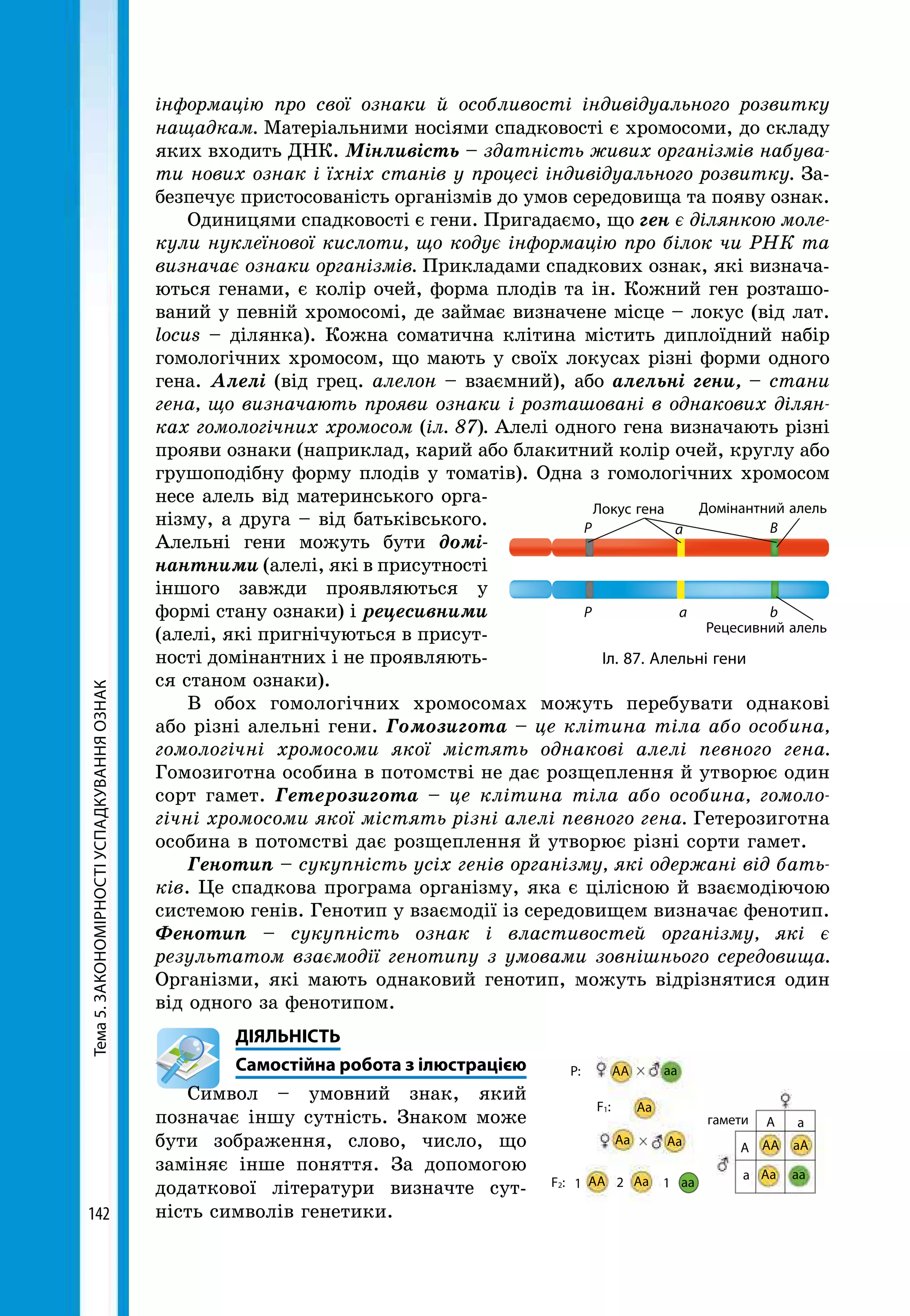 Тема5.ЗАКОНОМІРНОСТІУСПАДКУВАННЯОЗНАК
142
інформацію про свої ознаки й особливості індивідуального розвитку
нащадкам. Матеріальними носіями спадковості є хромосоми, до складу
яких входить ДНК. Мінливість – здатність живих організмів набува­
ти нових ознак і їхніх станів у процесі індивідуального розвитку. За-
безпечує пристосованість організмів до умов середовища та появу ознак.
Одиницями спадковості є гени. Пригадаємо, що ген є ділянкою моле­
кули нуклеїнової кислоти, що кодує інформацію про білок чи РНК та
визначає ознаки організмів. Прикладами спадкових ознак, які визнача-
ються генами, є колір очей, форма плодів та ін. Кожний ген розташо-
ваний у певній хромосомі, де займає визначене місце – локус (від лат.
locus – ділянка). Кожна соматична клітина містить диплоїдний набір
гомологічних хромосом, що мають у своїх локусах різні форми одного
гена. Алелі (від грец. алелон – взаємний), або алельні гени, – стани
гена, що визначають прояви ознаки і розташовані в однакових ділян­
ках гомологічних хромосом (іл. 87). Алелі одного гена визначають різні
прояви ознаки (наприклад, карий або блакитний колір очей, круглу або
грушоподібну форму плодів у томатів). Одна з гомологічних хромосом
несе алель від материнського орга-
нізму, а друга – від батьківського.
Алельні гени можуть бути домі-
нантними (алелі, які в присутності
іншого завжди проявляються у
формі стану ознаки) і рецесивними
(алелі, які пригнічуються в присут-
ності домінантних і не проявляють-
ся станом ознаки).
В обох гомологічних хромосомах можуть перебувати однакові
або різні алельні гени. Гомозигота – це клітина тіла або особина,
гомологічні хромосоми якої містять однакові алелі певного гена.
Гомозиготна особина в потомстві не дає розщеплення й утворює один
сорт гамет. Гетерозигота – це клітина тіла або особина, гомоло­
гічні хромосоми якої містять різні алелі певного гена. Гетерозиготна
особина в потомстві дає розщеплення й утворює різні сорти гамет.
Генотип – сукупність усіх генів організму, які одержані від бать­
ків. Це спадкова програма організму, яка є цілісною й взаємодіючою
системою генів. Генотип у взаємодії із середовищем визначає фенотип.
Фенотип – сукупність ознак і властивостей організму, які є
результатом взаємодії генотипу з умовами зовнішнього середовища.
Організми, які мають однаковий генотип, можуть відрізнятися один
від одного за фенотипом.
	ДІЯЛЬНІСТЬ
	 Самостійна робота з ілюстрацією
Символ – умовний знак, який
позначає іншу сутність. Знаком може
бути зображення, слово, число, що
заміняє інше поняття. За допомогою
додаткової літератури визначте сут-
ність символів генетики.
гамети
А
P:
F1:
1 2 1F2:
А
АА
АА
АА
аа
Aа
Aа Aа
Aа Aа
aA
аа
а
а
аа
Локус гена
P
P
a
a
B
b
Домінантний алель
Рецесивний алель
Іл. 87. Алельні гени
 