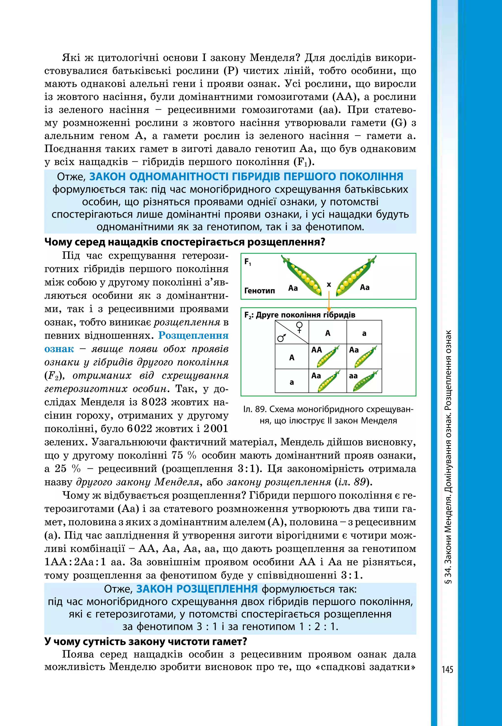 145
§34.ЗакониМенделя.Домінуванняознак.Розщепленняознак
Які ж цитологічні основи І закону Менделя? Для дослідів викори­
стовувалися батьківські рослини (Р) чистих ліній, тобто особини, що
мають однакові алельні гени і прояви ознак. Усі рослини, що виросли
із жовтого насіння, були домінантними гомозиготами (АА), а рослини
із зеленого насіння – рецесивними гомозиготами (аа). При статево-
му розмноженні рослини з жовтого насіння утворювали гамети (G) з
алельним геном А, а гамети рослин із зеленого насіння – гамети а.
Поєднання таких гамет в зиготі давало генотип Аа, що був однаковим
у всіх нащадків – гібридів першого покоління (F1).
Отже, ЗАКОН ОДНОМАНІТНОСТІ ГІБРИДІВ ПЕРШОГО ПОКОЛІННЯ
формулюється так: під час моногібридного схрещування батьківських
особин, що різняться проявами однієї ознаки, у потомстві
спостерігаються лише домінантні прояви ознаки, і усі нащадки будуть
одноманітними як за генотипом, так і за фенотипом.
Чому серед нащадків спостерігається розщеплення?
Під час схрещування гетерози-
готних гібридів першого покоління
між собою у другому поколінні з’яв-
ляються особини як з домінантни-
ми, так і з рецесивними проявами
ознак, тобто виникає розщеплення в
певних відношеннях. Розщеплення
ознак – явище по­яви обох проявів
ознаки у гібридів другого покоління
(F2), отриманих від схрещування
гетерозиготних особин. Так, у до-
слідах Менделя із 8 023 жовтих на-
сінин гороху, отриманих у другому
поколінні, було 6 022 жовтих і 2 001
зелених. Узагальнюючи фактичний матеріал, Мендель дійшов висновку,
що у другому поколінні 75 % особин мають домінантний прояв ознаки,
а 25 % – рецесивний (розщеплення 3 : 1). Ця закономірність отримала
назву другого закону Менделя, або закону розщеплення (іл. 89).
Чому ж відбувається розщеплення? Гібриди першого покоління є ге-
терозиготами (Аа) і за статевого розмноження утворюють два типи га-
мет, половина з яких з домінантним алелем (А), половина – з рецесивним
(а). Під час запліднення й утворення зиготи вірогідними є чотири мож-
ливі комбінації – АА, Аа, Аа, аа, що дають розщеплення за генотипом
1АА : 2Аа : 1 аа. За зовнішнім проявом особини АА і Аа не різняться,
тому розщеплення за фенотипом буде у співвідношенні 3 : 1.
Отже, ЗАКОН РОЗЩЕПЛЕННЯ формулюється так:
під час моногібридного схрещування двох гібридів першого покоління,
які є гетерозиготами, у потомстві спостерігається розщеплення
за фенотипом 3 : 1 і за генотипом 1 : 2 : 1.
У чому сутність закону чистоти гамет?
Поява серед нащадків особин з рецесивним проявом ознак дала
можливість Менделю зробити висновок про те, що «спадкові задатки»
F2: Друге покоління гібридів
Генотип
F1
хАа Аа
А а
А
а
АА
Аа
Аа
аа
Іл. 89. Схема моногібридного схрещуван-
ня, що ілюструє ІІ закон Менделя
 