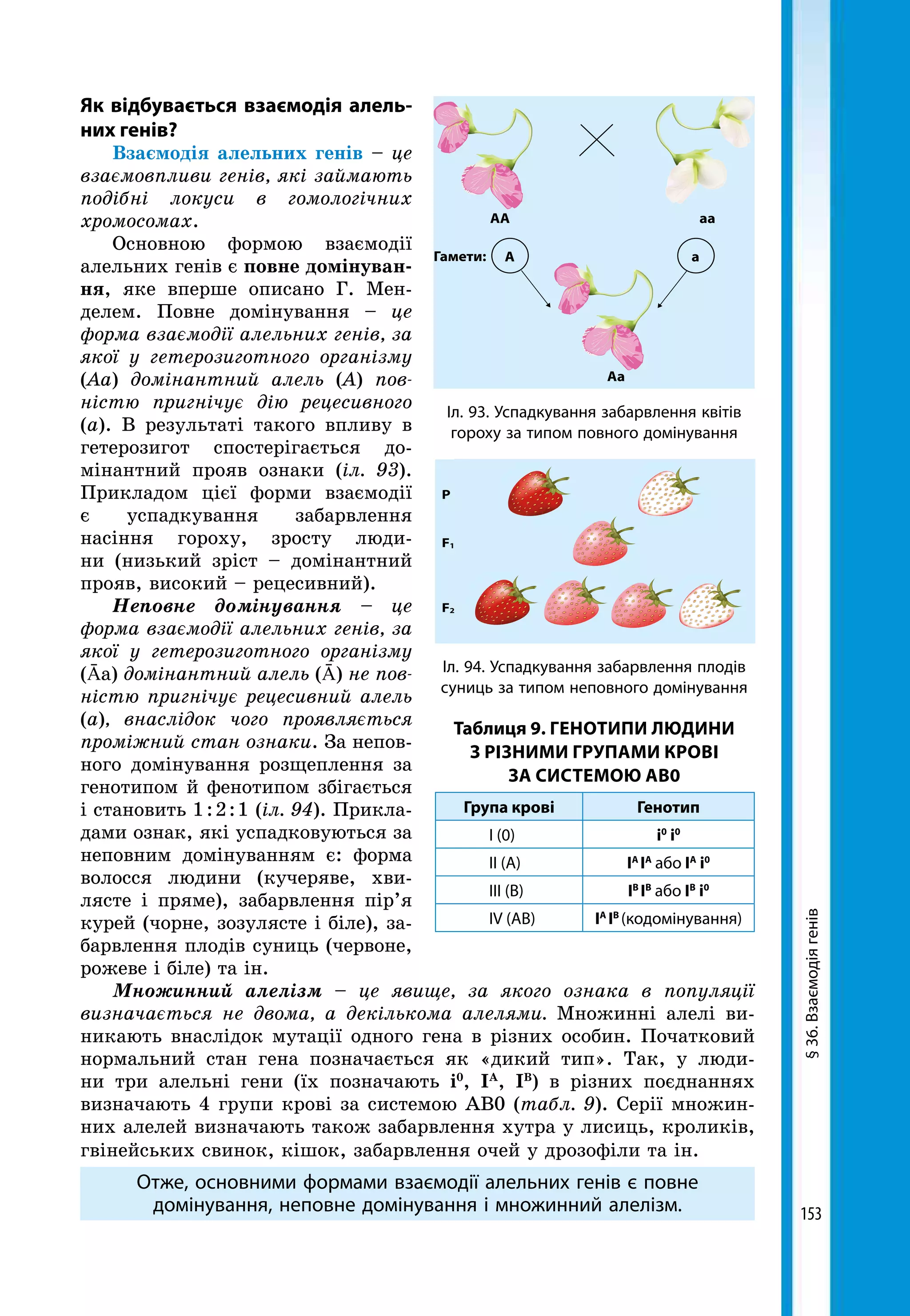 153
Як відбувається взаємодія алель-
них генів?
Взаємодія алельних генів – це
взаємовпливи генів, які займають
подібні локуси в гомологічних
хромосомах.
Основною формою взаємодії
алельних генів є повне домінуван-
ня, яке вперше описано Г. Мен-
делем. Повне домінування – це
форма взаємодії алельних генів, за
якої у гетерозиготного організму
(Аа) домінантний алель (А) пов­
ністю пригнічує дію рецесивного
(а). В результаті такого впливу в
гетерозигот спостерігається до-
мінантний прояв ознаки (іл. 93).
Прикладом цієї форми взаємодії
є успадкування забарвлення
насіння гороху, зросту люди-
ни (ни­зький зріст – домінантний
прояв, високий – рецесивний).
Неповне домінування – це
форма взаємодії алельних генів, за
якої у гетерозиготного організму
(Āа) домінантний алель (Ā) не пов­
ністю пригнічує рецесивний алель
(а), внаслідок чого проявляється
проміжний стан ознаки. За непов-
ного домінування розщеплення за
генотипом й фенотипом збігається
і становить 1 : 2 : 1 (іл. 94). Прикла-
дами ознак, які успадковуються за
неповним домінуванням є: форма
волосся людини (кучеряве, хви-
лясте і пряме), забарвлення пір’я
курей (чорне, зозулясте і біле), за-
барвлення плодів суниць (червоне,
рожеве і біле) та ін.
Множинний алелізм – це явище, за якого ознака в популяції
визначається не двома, а декількома алелями. Множинні алелі ви-
никають внаслідок мутації одного гена в різних особин. Початковий
нормальний стан гена позначається як «дикий тип». Так, у люди-
ни три алельні гени (їх позначають і0
, ІА
, ІВ
) в різних поєднаннях
визначають 4 групи крові за системою АВ0 (табл. 9). Серії множин-
них алелей визначають також забарвлення хутра у лисиць, кроликів,
гвінейських свинок, кішок, забарвлення очей у дрозофіли та ін.
Отже, основними формами взаємодії алельних генів є повне
домінування, неповне домінування і множинний алелізм.
§36.Взаємодіягенів
ааAA
Гамети:
Aa
A a
Іл. 93. Успадкування забарвлення квітів
гороху за типом повного домінування
P
F1
F2
Іл. 94. Успадкування забарвлення плодів
суниць за типом неповного домінування
Група крові Генотип
І (0) і0
і0
ІІ (А) ІА
ІА
або ІА
і0
ІІІ (В) ІВ
ІВ
або ІВ
і0
IV (АВ) ІА
ІВ
(кодомінування)
Таблиця 9. ГЕНОТИПИ ЛЮДИНИ
З РІЗНИМИ ГРУПАМИ КРОВІ
ЗА СИСТЕМОЮ АВ0
 