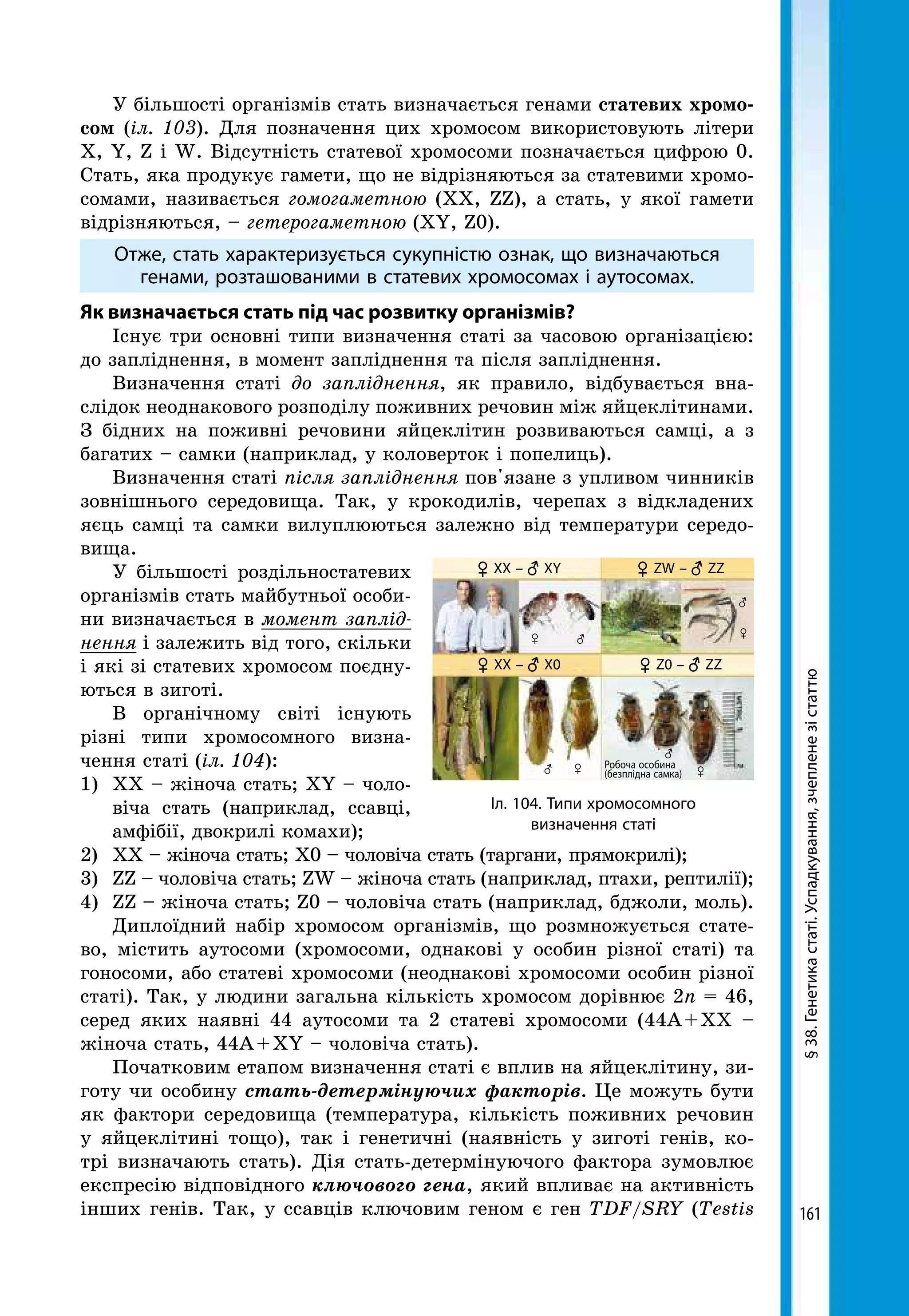 161
У більшості організмів стать визначається генами статевих хромо-
сом (іл. 103). Для позначення цих хромосом використовують літери
X, Y, Z і W. Відсутність статевої хромосоми позначається цифрою 0.
Стать, яка продукує гамети, що не відрізняються за статевими хромо-
сомами, називається гомогаметною (XX, ZZ), а стать, у якої гамети
відрізняються, – гетерогаметною (XY, Z0).
Отже, стать характеризується сукупністю ознак, що визначаються
генами, розташованими в статевих хромосомах і аутосомах.
Як визначається стать під час розвитку організмів?
Існує три основні типи визначення статі за часовою організацією:
до запліднення, в момент запліднення та після запліднення.
Визначення статі до запліднення, як правило, відбувається вна­
слідок неоднакового розподілу поживних речовин між яйцеклітинами.
З бідних на поживні речовини яйцеклітин розвиваються самці, а з
багатих – самки (наприклад, у коловерток і попелиць).
Визначення статі після запліднення пов'язане з упливом чинників
зовнішнього середовища. Так, у крокодилів, черепах з відкладених
яєць самці та самки вилуплюються залежно від температури середо-
вища.
У більшості роздільностатевих
організмів стать майбутньої особи-
ни визначається в момент заплід­
нення і залежить від того, скільки
і які зі статевих хромосом поєдну-
ються в зиготі.
В органічному світі існують
різні типи хромосомного визна-
чення статі (іл. 104):
1)	 XX – жіноча стать; XY – чоло-
віча стать (наприклад, ссавці,
амфібії, двокрилі комахи);
2)	 XX – жіноча стать; X0 – чоловіча стать (таргани, прямокрилі);
3)	 ZZ – чоловіча стать; ZW – жіноча стать (наприклад, птахи, рептилії);
4)	 ZZ – жіноча стать; Z0 – чоловіча стать (наприклад, бджоли, моль).
Диплоїдний набір хромосом організмів, що розмножується стате-
во, містить аутосоми (хромосоми, однакові у особин різної статі) та
гоносоми, або статеві хромосоми (неоднакові хромосоми особин різної
статі). Так, у людини загальна кількість хромосом дорівнює 2n = 46,
серед яких наявні 44 аутосоми та 2 статеві хромосоми (44А + XX –
жіноча стать, 44А + XY – чоловіча стать).
Початковим етапом визначення статі є вплив на яйцеклітину, зи-
готу чи особину стать-детермінуючих факторів. Це можуть бути
як фактори середовища (температура, кількість поживних речовин
у яйцеклітині тощо), так і генетичні (наявність у зиготі генів, ко-
трі визначають стать). Дія стать-детермінуючого фактора зумовлює
експресію відповідного ключового гена, який впливає на активність
інших генів. Так, у ссавців ключовим геном є ген TDF/SRY (Testis
§38.Генетикастаті.Успадкування,зчепленезістаттюІл. 104. Типи хромосомного
визначення статі
♀ ХХ – ♂ XY
♀ ХХ – ♂ X0
♀ ZW – ♂ ZZ
♀ Z0 – ♂ ZZ
Робоча особина
(безплідна самка)
 