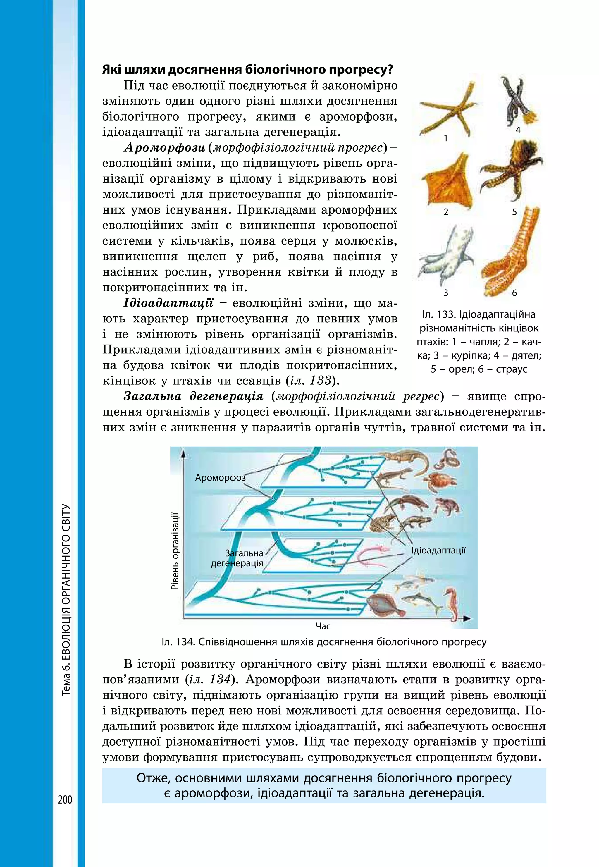 Тема6.ЕВОЛЮЦІЯОРГАНІЧНОГОСВІТУ
200
Які шляхи досягнення біологічного прогресу?
Під час еволюції поєднуються й закономірно
зміняють один одного різні шляхи досягнення
біологічного прогресу, якими є ароморфози,
ідіоадаптації та загальна дегенерація.
Ароморфози (морфофізіологічний прогрес) –
еволюційні зміни, що підвищують рівень орга-
нізації організму в цілому і відкривають нові
можливості для пристосування до різноманіт-
них умов існування. Прикладами ароморфних
еволюційних змін є виникнення кровоносної
системи у кільчаків, поява серця у молюсків,
виникнення щелеп у риб, поява насіння у
насінних рослин, утворення квітки й плоду в
покритонасінних та ін.
Ідіоадаптації – еволюційні зміни, що ма-
ють характер пристосування до певних умов
і не змінюють рівень організації організмів.
Прикладами ідіоадаптивних змін є різноманіт-
на будова квіток чи плодів покритонасінних,
кінцівок у птахів чи ссавців (іл. 133).
Загальна дегенерація (морфофізіологічний регрес) – явище спро­
щення організмів у процесі еволюції. Прикладами загальнодегенератив-
них змін є зникнення у паразитів органів чуттів, травної системи та ін.
Час
Ароморфоз
ІдіоадаптаціїЗагальна
дегенерація
Рівеньорганізації
Іл. 134. Співвідношення шляхів досягнення біологічного прогресу
В історії розвитку органічного світу різні шляхи еволюції є взаємо-
пов’язаними (іл. 134). Ароморфози визначають етапи в розвитку орга-
нічного світу, піднімають організацію групи на вищий рівень еволюції
і відкривають перед нею нові можливості для освоєння середовища. По-
дальший розвиток йде шляхом ідіоадаптацій, які забезпечують освоєння
доступної різноманітності умов. Під час переходу організмів у простіші
умови формування пристосувань супроводжується спрощенням будови.
Отже, основними шляхами досягнення біологічного прогресу
є ароморфози, ідіоадаптації та загальна дегенерація.
Іл. 133. Ідіоадаптаційна
різноманітність кінцівок
птахів: 1 – чапля; 2 – кач-
ка; 3 – куріпка; 4 – дятел;
5 – орел; 6 – страус
1
4
2 5
3 6
 