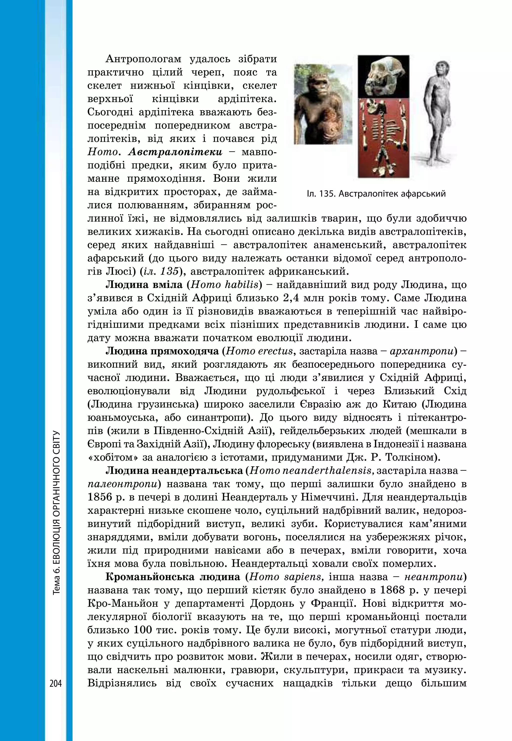 Тема6.ЕВОЛЮЦІЯОРГАНІЧНОГОСВІТУ
204
Антропологам удалось зібрати
практично цілий череп, пояс та
скелет нижньої кінцівки, скелет
верхньої кінцівки ардіпітека.
Сьогодні ардіпітека вважають без-
посереднім попередником австра-
лопітеків, від яких і почався рід
Homo. Австралопітеки – мавпо-
подібні предки, яким було прита-
манне прямоходіння. Вони жили
на відкритих просторах, де займа-
лися полюванням, збиранням рос-
линної їжі, не відмовлялись від залишків тварин, що були здобиччю
великих хижаків. На сьогодні описано декілька видів австралопітеків,
серед яких найдавніші – австралопітек анаменський, австралопітек
афарський (до цього виду належать останки відомої серед антрополо-
гів Люсі) (іл. 135), австралопітек африканський.
Людина вміла (Homo habilis) – найдавніший вид роду Людина, що
з’явився в Східній Африці близько 2,4 млн років тому. Саме Людина
уміла або один із її різновидів вважаються в теперішній час найвіро-
гіднішими предками всіх пізніших представників людини. І саме цю
дату можна вважати початком еволюції людини.
Людина прямоходяча (Homo erectus, застаріла назва – архантропи) –
викопний вид, який розглядають як безпосереднього попередника су-
часної людини. Вважається, що ці люди з’явилися у Східній Африці,
еволюціонували від Людини рудольфської і через Близький Схід
(Людина грузинська) широко заселили Євразію аж до Китаю (Людина
юаньмоуська, або синантропи). До цього виду відносять і пітекантро-
пів (жили в Південно-Східній Азії), гейдельберзьких людей (мешкали в
Європі та Західній Азії), Людину флореську (виявлена в Індонезії і названа
«хобітом» за аналогією з істотами, придуманими Дж. Р. Толкіном).
Людина неандертальська (Homo neanderthalensis, застаріла наз­ва –
палеонтропи) названа так тому, що перші залишки було знайдено в
1856 р. в печері в долині Неандерталь у Німеччині. Для неандертальців
характерні низьке скошене чоло, суцільний надбрівний валик, недороз-
винутий підборідний виступ, великі зуби. Користувалися кам’яними
знаряддями, вміли добувати вогонь, поселялися на узбережжях річок,
жили під природними навісами або в печерах, вміли говорити, хоча
їхня мова була повільною. Неандертальці ховали своїх померлих.
Кроманьйонська людина (Homo sapiens, інша наз­ва – неантропи)
названа так тому, що перший кістяк було знайдено в 1868 р. у печері
Кро-Маньйон у департаменті Дордонь у Франції. Нові відкриття мо-
лекулярної біології вказують на те, що перші кроманьйонці постали
близько 100 тис. років тому. Це були високі, могутньої статури люди,
у яких суцільного надбрівного валика не було, був підборідний виступ,
що свідчить про розвиток мови. Жили в печерах, носили одяг, створю-
вали наскельні малюнки, гравюри, скульптури, прикраси та музику.
Відрізнялись від своїх сучасних нащадків тільки дещо більшим
Іл. 135. Австралопітек афарський
 