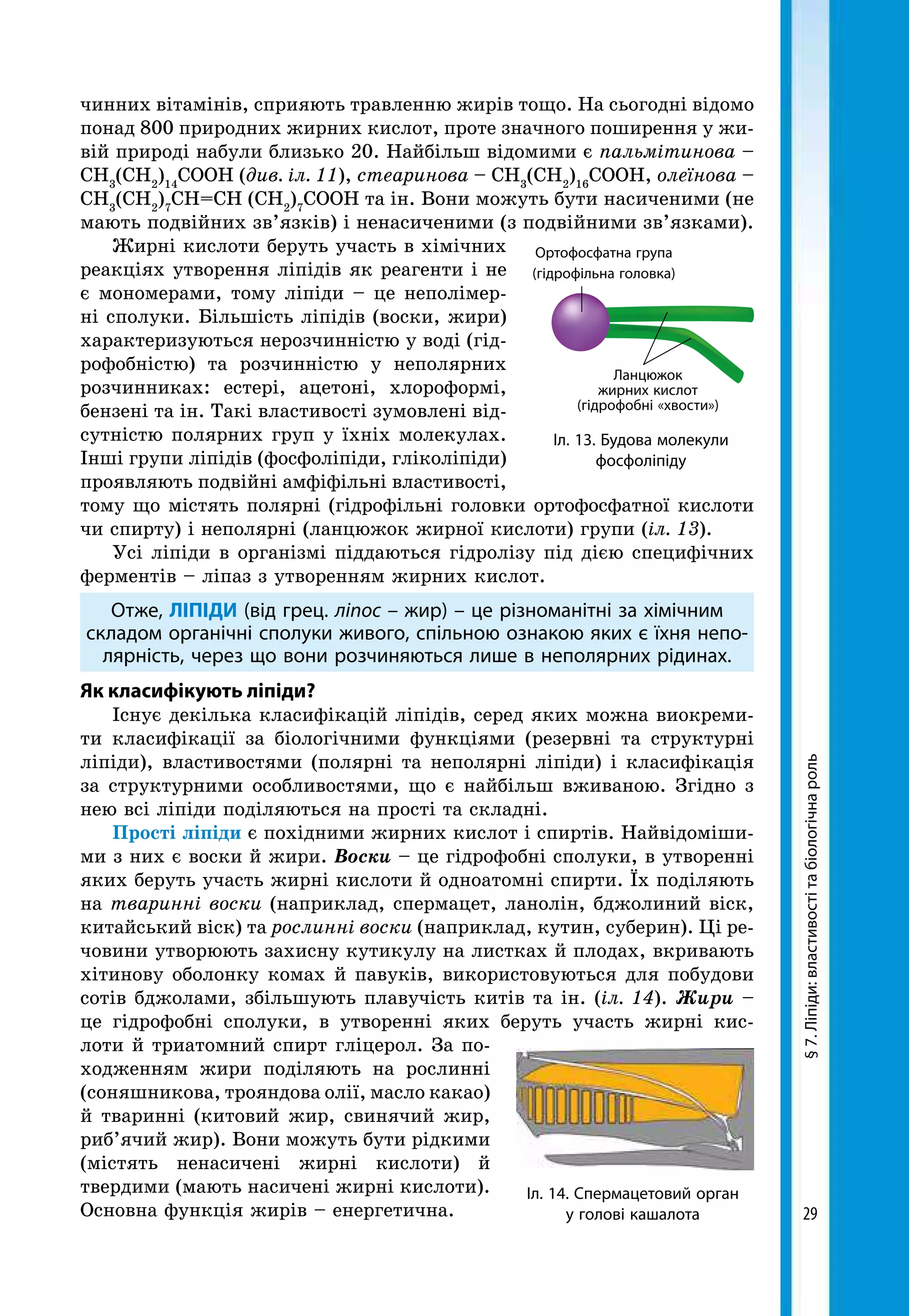 29
§7.Ліпіди:властивостітабіологічнароль
чинних вітамінів, сприяють травленню жирів тощо. На сьогодні відомо
понад 800 природних жирних кислот, проте значного поширення у жи-
вій природі набули близько 20. Найбільш відомими є пальмітинова –
СН3
(СН2
)14
СООН (див. іл. 11), стеаринова – СН3
(СН2
)16
СООН, олеїнова –
СН3
(СН2
)7
СН=СН (СН2
)7
СООН та ін. Вони можуть бути насиченими (не
мають подвійних зв’язків) і ненасиченими (з подвійними зв’язками).
Жирні кислоти беруть участь в хімічних
реакціях утворення ліпідів як реагенти і не
є мономерами, тому ліпіди – це неполімер-
ні сполуки. Більшість ліпідів (воски, жири)
характеризуються нерозчинністю у воді (гід-
рофобністю) та розчинністю у неполярних
розчинниках: естері, ацетоні, хлороформі,
бензені та ін. Такі властивості зумовлені від-
сутністю полярних груп у їхніх молекулах.
Інші групи ліпідів (фосфоліпіди, гліколіпіди)
проявляють подвійні амфіфільні властивості,
тому що містять полярні (гідрофільні головки ортофосфатної кислоти
чи спирту) і неполярні (ланцюжок жирної кислоти) групи (іл. 13).
Усі ліпіди в організмі піддаються гідролізу під дією специфічних
ферментів – ліпаз з утворенням жирних кислот.
Отже, ЛІПІДИ (від грец. ліпос – жир) – це різноманітні за хімічним
складом органічні сполуки живого, спільною ознакою яких є їхня непо-
лярність, через що вони розчиняються лише в неполярних рідинах.
Як класифікують ліпіди?
Існує декілька класифікацій ліпідів, серед яких можна виокреми-
ти класифікації за біологічними функціями (резервні та структурні
ліпіди), властивостями (полярні та неполярні ліпіди) і класифікація
за структурними особливостями, що є найбільш вживаною. Згідно з
нею всі ліпіди поділяються на прості та складні.
Прості ліпіди є похідними жирних кислот і спиртів. Найвідоміши-
ми з них є воски й жири. Воски – це гідрофобні сполуки, в утворенні
яких беруть участь жирні кислоти й одноатомні спирти. Їх поділяють
на тваринні воски (наприклад, спермацет, ланолін, бджолиний віск,
китайський віск) та рослинні воски (наприклад, кутин, суберин). Ці ре-
човини утворюють захисну кутикулу на листках й плодах, вкривають
хітинову оболонку комах й павуків, використовуються для побудови
сотів бджолами, збільшують плавучість китів та ін. (іл. 14). Жири –
це гідрофобні сполуки, в утворенні яких беруть участь жирні кис-
лоти й триатомний спирт гліцерол. За по-
ходженням жири поділяють на рослинні
(соняшникова, трояндова олії, масло какао)
й тваринні (китовий жир, свинячий жир,
риб’ячий жир). Вони можуть бути рідкими
(містять ненасичені жирні кислоти) й
твердими (мають насичені жирні кислоти).
Основна функція жирів – енергетична.
Ортофосфатна група
(гідрофільна головка)
Ланцюжок
жирних кислот
(гідрофобні «хвости»)
Іл. 13. Будова молекули
фосфоліпіду
Іл. 14. Спермацетовий орган
у голові кашалота
 