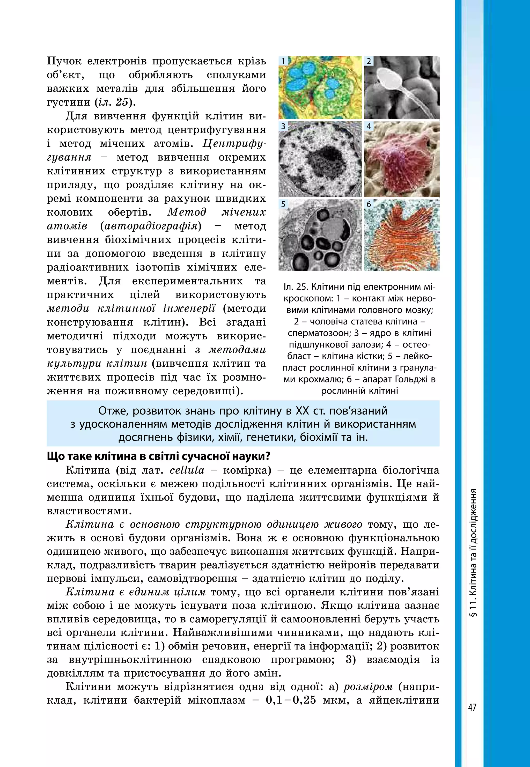 Іл. 25. Клітини під електронним мі-
кроскопом: 1 – контакт між нерво-
вими клітинами головного мозку;
2 – чоловіча статева клітина –
сперматозоон; 3 – ядро в клітині
підшлункової залози; 4 – остео­
бласт – клітина кістки; 5 – лейко­
пласт рослинної клітини з гранула-
ми крохмалю; 6 – апарат Гольджі в
рослинній клітині
1
4
2
5
3
6
47
Пучок електронів пропускається крізь
об’єкт, що обробляють сполуками
важких металів для збільшення його
гу­стини (іл. 25).
Для вивчення функцій клітин ви-
користовують метод центрифугування
і метод мічених атомів. Центрифу­
гування – метод вивчення окремих
клітинних структур з використанням
приладу, що розділяє клітину на ок-
ремі компоненти за рахунок швидких
колових обертів. Метод мічених
атомів (авторадіографія) – метод
вивчення біохімічних процесів кліти-
ни за допомогою введення в клітину
радіоактивних ізотопів хімічних еле-
ментів. Для експериментальних та
практичних цілей використовують
методи клітинної інженерії (методи
конструювання клітин). Всі згадані
методичні підходи можуть викорис-
товуватись у поєднанні з методами
культури клітин (вивчення клітин та
життєвих процесів під час їх розмно-
ження на поживному середовищі).
Отже, розвиток знань про клітину в XX ст. пов’язаний
з удосконаленням методів дослідження клітин й використанням
досягнень фізики, хімії, генетики, біохімії та ін.
Що таке клітина в світлі сучасної науки?
Клітина (від лат. cellula – комірка) – це елементарна біологічна
система, оскільки є межею подільності клітинних організмів. Це най-
менша одиниця їхньої будови, що наділена життєвими функціями й
властивостями.
Клітина є основною структурною одиницею живого тому, що ле-
жить в основі будови організмів. Вона ж є основною функціональною
одиницею живого, що забезпечує виконання життєвих функцій. Напри-
клад, подразливість тварин реалізується здатністю нейронів передавати
нервові імпульси, самовідтворення – здатністю клітин до поділу.
Клітина є єдиним цілим тому, що всі органели клітини пов’язані
між собою і не можуть існувати поза клітиною. Якщо клітина зазнає
впливів середовища, то в саморегуляції й самооновленні беруть участь
всі органели клітини. Найважливішими чинниками, що надають клі-
тинам цілісності є: 1) обмін речовин, енергії та інформації; 2) розвиток
за внутрішньоклітинною спадковою програмою; 3) взаємодія із
довкіллям та пристосування до його змін.
Клітини можуть відрізнятися одна від одної: а) розміром (напри-
клад, клітини бактерій мікоплазм – 0,1 – 0,25 мкм, а яйцеклітини
§11.Клітинатаїїдослідження
 