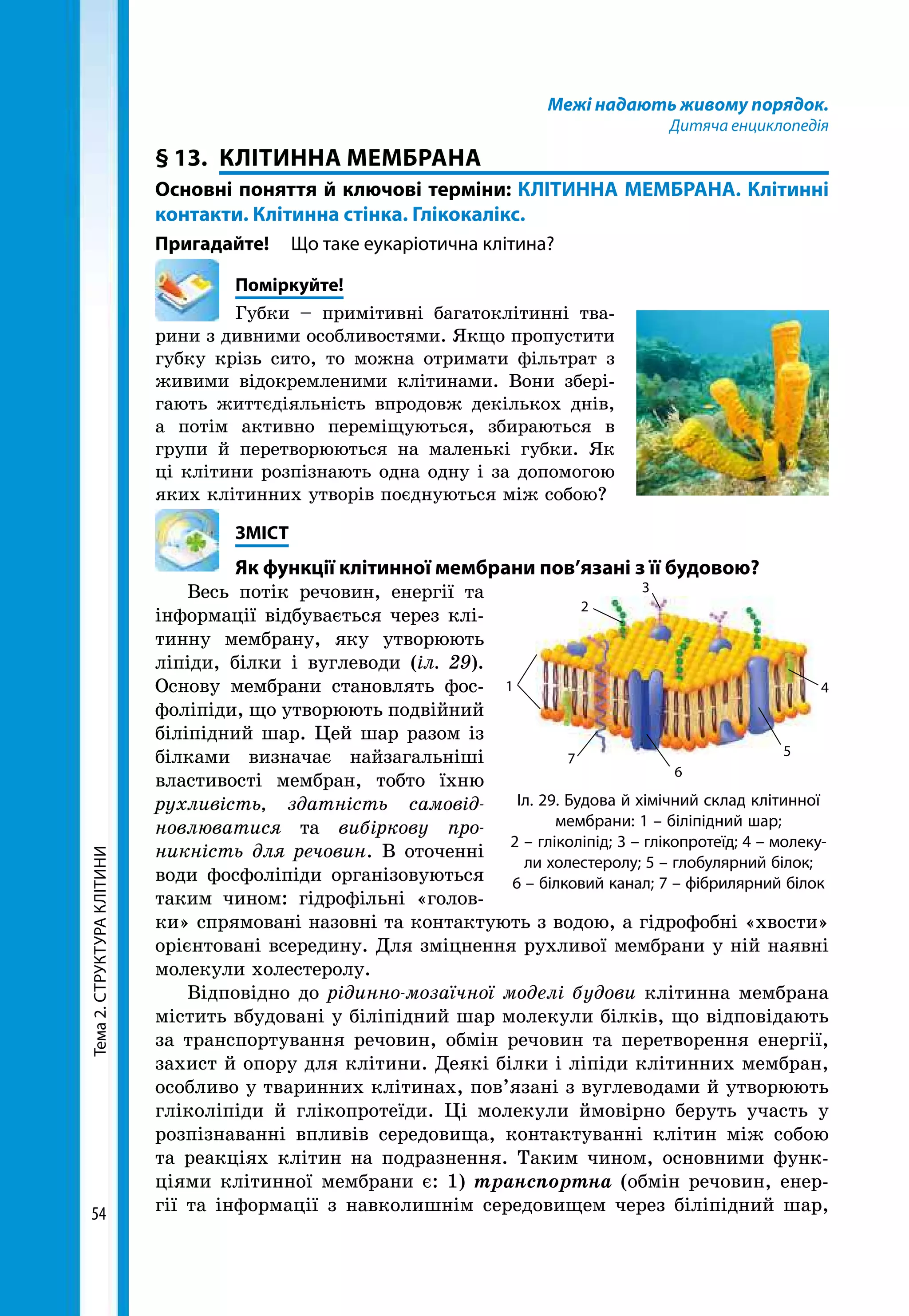 Тема2.СТРУКТУРАКЛІТИНИ
54
Межі надають живому порядок.
Дитяча енциклопедія
§ 13. 	КЛІТИННА МЕМБРАНА
Основні поняття й ключові терміни: КЛІТИННА МЕМБРАНА. Клітинні
контакти. Клітинна стінка. Глікокалікс.
Пригадайте! 	 Що таке еукаріотична клітина?
	Поміркуйте!
Губки – примітивні багатоклітинні тва-
рини з дивними особливостями. Якщо пропустити
губку крізь сито, то можна отримати фільтрат з
живими відокремленими клітинами. Вони збері-
гають життєдіяльність впродовж декількох днів,
а потім активно переміщуються, збираються в
групи й перетворюються на маленькі губки. Як
ці клітини розпізнають одна одну і за допомогою
яких клітинних утворів поєднуються між собою?
	ЗМІСТ
	 Як функції клітинної мембрани пов’язані з її будовою?
Весь потік речовин, енергії та
інформації відбувається через клі-
тинну мембрану, яку утворюють
ліпіди, білки і вуглеводи (іл. 29).
Основу мембрани становлять фос-
фоліпіди, що утворюють подвійний
біліпідний шар. Цей шар разом із
білками визначає найзагальніші
властивості мембран, тобто їхню
рухливість, здатність самовід­
новлюватися та вибіркову про­
никність для речовин. В оточенні
води фосфоліпіди організовуються
таким чином: гідрофільні «голов-
ки» спрямовані назовні та контактують з водою, а гідрофобні «хвости»
орієнтовані всередину. Для зміцнення рухливої мембрани у ній наявні
молекули холестеролу.
Відповідно до рідинно-мозаїчної моделі будови клітинна мембрана
містить вбудовані у біліпідний шар молекули білків, що відповідають
за транспортування речовин, обмін речовин та перетворення енергії,
захист й опору для клітини. Деякі білки і ліпіди клітинних мембран,
особливо у тваринних клітинах, пов’язані з вуглеводами й утворюють
гліколіпіди й глікопротеїди. Ці молекули ймовірно беруть участь у
розпізнаванні впливів середовища, контактуванні клітин між собою
та реакціях клітин на подразнення. Таким чином, основними функ-
ціями клітинної мембрани є: 1) транспортна (обмін речовин, енер-
гії та інформації з навколишнім середовищем через біліпідний шар,
Іл. 29. Будова й хімічний склад клітинної
мембрани: 1 – біліпідний шар;
2 – гліколіпід; 3 – глікопротеїд; 4 – молеку-
ли холестеролу; 5 – глобулярний білок;
6 – білковий канал; 7 – фібрилярний білок
5
1
2
3
4
6
7
 