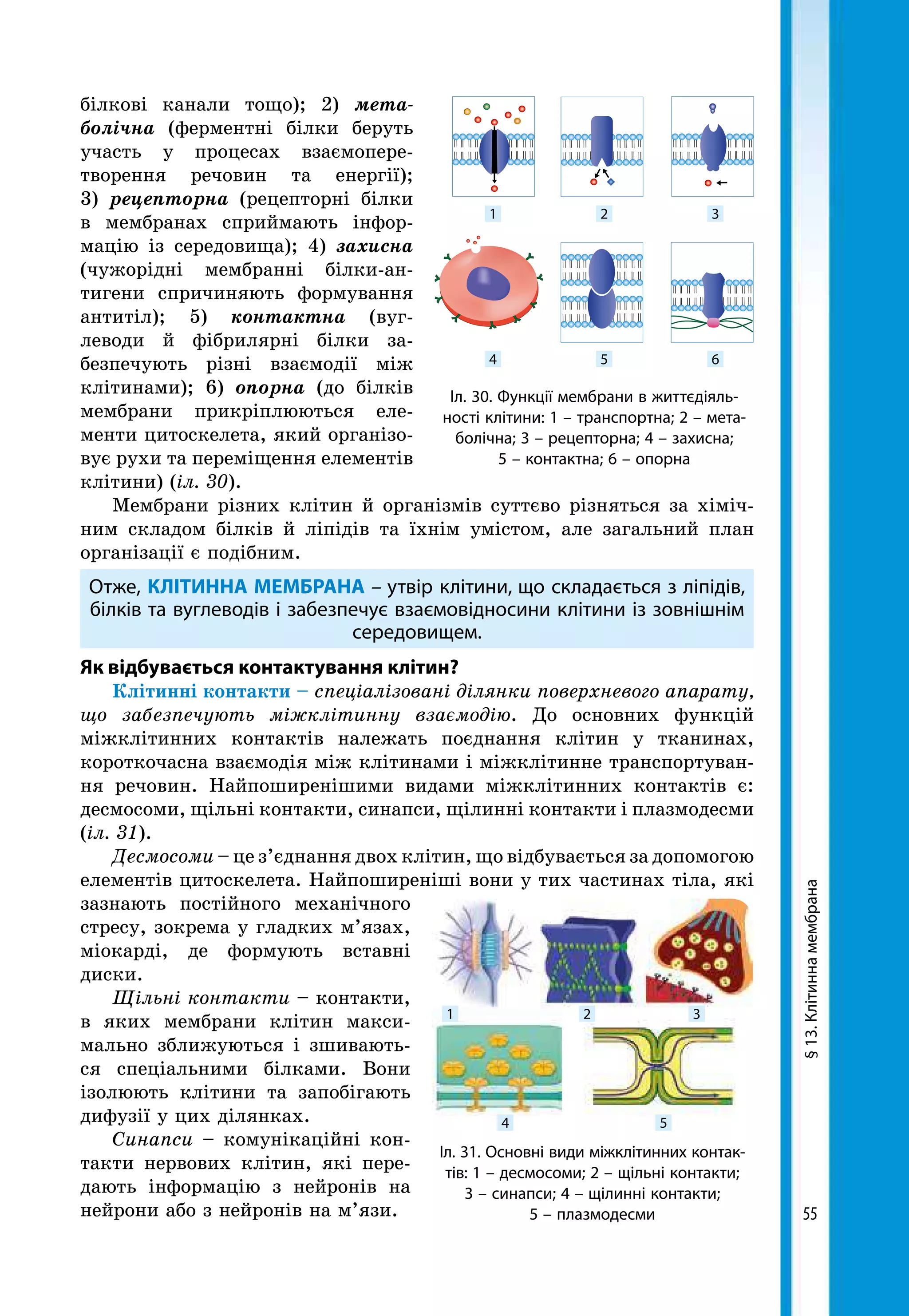 55
білкові канали тощо); 2) мета-
болічна (ферментні білки беруть
участь у процесах взаємопере-
творення речовин та енергії);
3) рецепторна (рецепторні білки
в мембранах сприймають інфор-
мацію із середовища); 4) захисна
(чужорідні мембранні білки-ан-
тигени спричиняють формування
антитіл); 5) контактна (вуг-
леводи й фібрилярні білки за-
безпечують різні взаємодії між
клітинами); 6) опорна (до білків
мембрани прикріплюються еле-
менти цитоскелета, який організо-
вує рухи та переміщення елементів
клітини) (іл. 30).
Мембрани різних клітин й організмів суттєво різняться за хіміч-
ним складом білків й ліпідів та їхнім умістом, але загальний план
організації є подібним.
Отже, КЛІТИННА МЕМБРАНА – утвір клітини, що складається з ліпідів,
білків та вуглеводів і забезпечує взаємовідносини клітини із зовнішнім
середовищем.
Як відбувається контактування клітин?
Клітинні контакти – спеціалізовані ділянки поверхневого апарату,
що забезпечують міжклітинну взаємодію. До основних функцій
міжклітинних контактів належать поєднання клітин у тканинах,
короткочасна взаємодія між клітинами і міжклітинне транспортуван-
ня речовин. Найпоширенішими видами міжклітинних контактів є:
десмосоми, щільні контакти, синапси, щілинні контакти і плазмодесми
(іл. 31).
Десмосоми – це з’єднання двох клітин, що відбувається за допомогою
елементів цитоскелета. Найпоширеніші вони у тих частинах тіла, які
за­знають постійного механічного
стресу, зокрема у гладких м’язах,
міо­карді, де формують вставні
диски.
Щільні контакти – контакти,
в яких мембрани клітин макси-
мально зближуються і зшивають-
ся спеціальними білками. Вони
ізолюють клітини та запобігають
дифузії у цих ділянках.
Синапси – комунікаційні кон-
такти нервових клітин, які пере-
дають інформацію з нейронів на
нейрони або з нейронів на м’язи.
1
4
2
5
3
6
Іл. 30. Функції мембрани в життєдіяль-
ності клітини: 1 – транспортна; 2 – мета-
болічна; 3 – рецепторна; 4 – захисна;
5 – контактна; 6 – опорна
Іл. 31. Основні види міжклітинних контак-
тів: 1 – десмосоми; 2 – щільні контакти;
3 – синапси; 4 – щілинні контакти;
5 – плазмодесми
1
4
2
5
3
§13.Клітиннамембрана
 