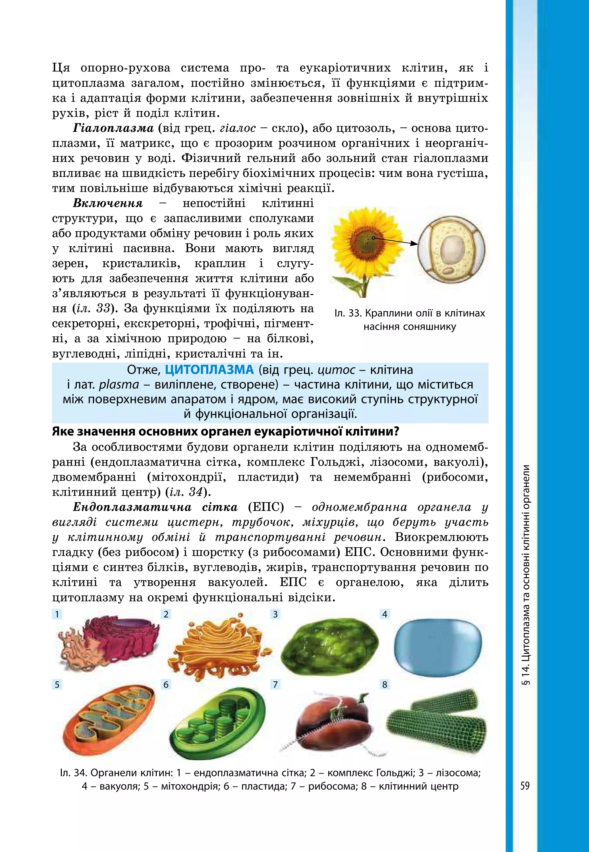 59
Іл. 33. Краплини олії в клітинах
насіння соняшнику
Ця опорно-рухова система про- та еукаріотичних клітин, як і
цитоплазма загалом, постійно змінюється, її функціями є підтрим-
ка і адаптація форми клітини, забезпечення зовнішніх й внутрішніх
рухів, ріст й поділ клітин.
Гіалоплазма (від грец. гіалос – скло), або цитозоль, – основа цито-
плазми, її матрикс, що є прозорим розчином органічних і неорганіч-
них речовин у воді. Фізичний гельний або зольний стан гіалоплазми
впливає на швидкість перебігу біохімічних процесів: чим вона густіша,
тим повільніше відбуваються хімічні реакції.
Включення – непостійні клітинні
структури, що є запасливими сполуками
або продуктами обміну речовин і роль яких
у клітині пасивна. Вони мають вигляд
зерен, кристаликів, краплин і слугу-
ють для забезпечення життя клітини або
з’являються в результаті її функціонуван-
ня (іл. 33). За функціями їх поділяють на
секреторні, екскреторні, трофічні, пігмент-
ні, а за хімічною природою – на білкові,
вуглеводні, ліпідні, кристалічні та ін.
Отже, ЦИТОПЛАЗМА (від грец. цитос – клітина
і лат. plasma – виліплене, створене) – частина клітини, що міститься
між поверхневим апаратом і ядром, має високий ступінь структурної
й функціональної організації.
Яке значення основних органел еукаріотичної клітини?
За особливостями будови органели клітин поділяють на одномемб-
ранні (ендоплазматична сітка, комплекс Гольджі, лізосоми, вакуолі),
двомембранні (мітохондрії, пластиди) та немембранні (рибосоми,
клітинний центр) (іл. 34).
Ендоплазматична сітка (ЕПС) – одномембранна органела у
вигляді системи цистерн, трубочок, міхурців, що беруть участь
у клітинному обміні й транспортуванні речовин. Виокремлюють
гладку (без рибосом) і шорстку (з рибосомами) ЕПС. Основними функ-
ціями є синтез білків, вуглеводів, жирів, транспортування речовин по
клітині та утворення вакуолей. ЕПС є органелою, яка ділить
цитоплазму на окремі функціональні відсіки.
Іл. 34. Органели клітин: 1 – ендоплазматична сітка; 2 – комплекс Гольджі; 3 – лізосома;
4 – вакуоля; 5 – мітохондрія; 6 – пластида; 7 – рибосома; 8 – клітинний центр
1
5
2
6
3
7
4
8
§14.Цитоплазматаосновніклітинніорганели
 
