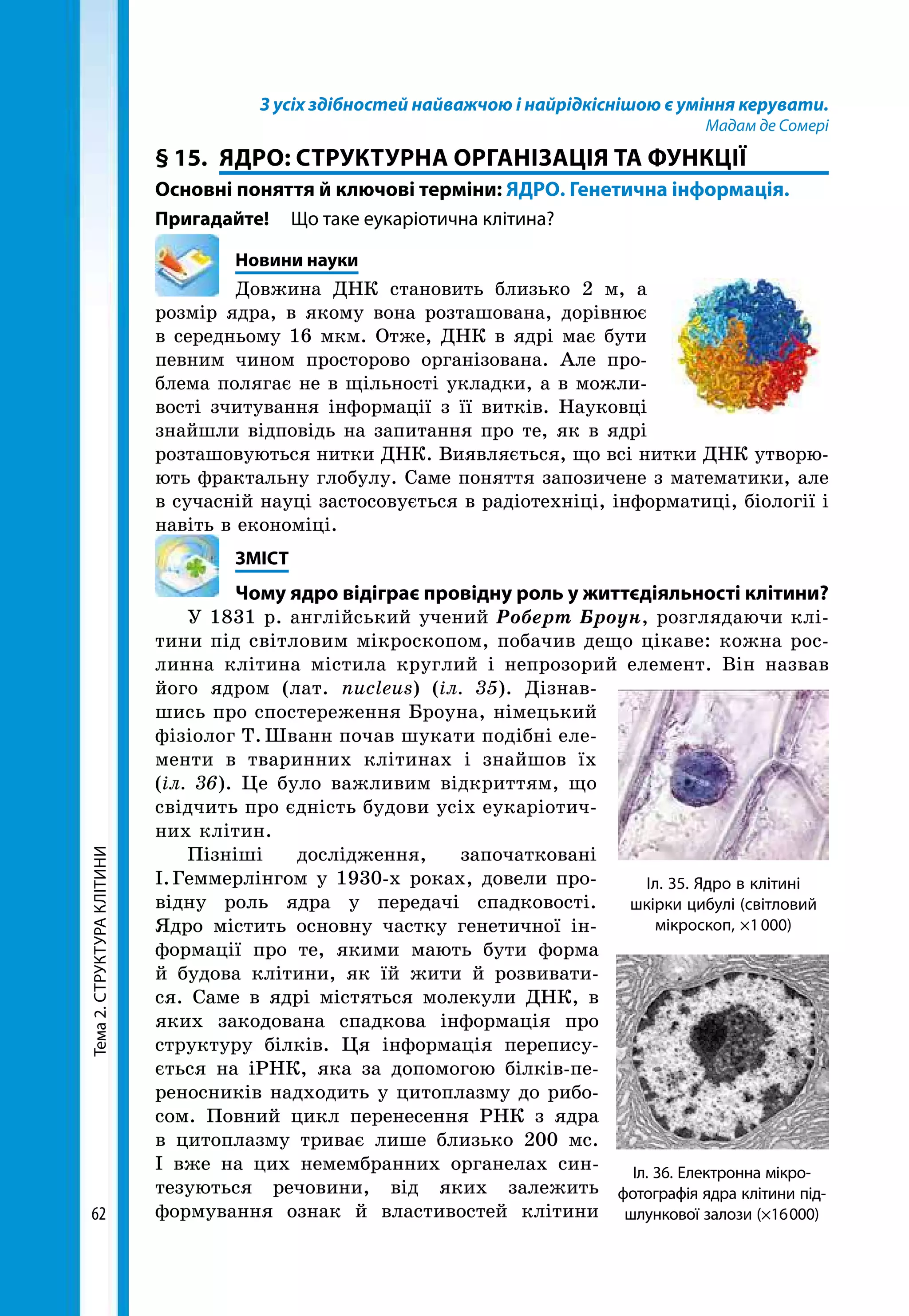 Тема2.СТРУКТУРАКЛІТИНИ
62
З усіх здібностей найважчою і найрідкіснішою є уміння керувати.
Мадам де Сомері
§ 15.	 ЯДРО: СТРУКТУРНА ОРГАНІЗАЦІЯ ТА ФУНКЦІЇ
Основні поняття й ключові терміни: ЯДРО. Генетична інформація.
Пригадайте!	 Що таке еукаріотична клітина?
	 Новини науки
Довжина ДНК становить близько 2 м, а
розмір ядра, в якому вона розташована, дорівнює
в середньому 16 мкм. Отже, ДНК в ядрі має бути
певним чином просторово організована. Але про-
блема полягає не в щільності укладки, а в можли-
вості зчитування інформації з її витків. Науковці
знайшли відповідь на запитання про те, як в ядрі
розташовуються нитки ДНК. Виявляється, що всі нитки ДНК утворю-
ють фрактальну глобулу. Саме поняття запозичене з математики, але
в сучасній науці застосовується в радіотехніці, інформатиці, біології і
навіть в економіці.
	ЗМІСТ
	 Чому ядро відіграє провідну роль у життєдіяльності клітини?
У 1831 р. англійський учений Роберт Броун, розглядаючи клі-
тини під світловим мікроскопом, побачив дещо цікаве: кожна рос-
линна клітина містила круглий і непрозорий елемент. Він назвав
його ядром (лат. nucleus) (іл. 35). Дізнав-
шись про спостереження Броуна, німецький
фізіолог Т. Шванн почав шукати подібні еле-
менти в тваринних клітинах і знайшов їх
(іл. 36). Це було важливим відкриттям, що
свідчить про єдність будови усіх еукаріотич-
них клітин.
Пізніші дослідження, започатковані
І. Гем­мерлінгом у 1930-х роках, довели про-
відну роль ядра у передачі спадковості.
Ядро містить основну частку генетичної ін-
формації про те, якими мають бути форма
й будова клітини, як їй жити й розвивати-
ся. Саме в ядрі містяться молекули ДНК, в
яких закодована спадкова інформація про
структуру білків. Ця інформація перепису-
ється на іРНК, яка за допомогою білків-пе-
реносників надходить у цитоплазму до рибо-
сом. Повний цикл перенесення РНК з ядра
в цито­плазму триває лише близько 200 мс.
І вже на цих немембранних органелах син-
тезуються речовини, від яких залежить
формування ознак й властивостей клітини
Іл. 35. Ядро в клітині
шкірки цибулі (світловий
мікроскоп, ×1 000)
Іл. 36. Електронна мікро­
фотографія ядра клітини під-
шлункової залози (×16 000)
 