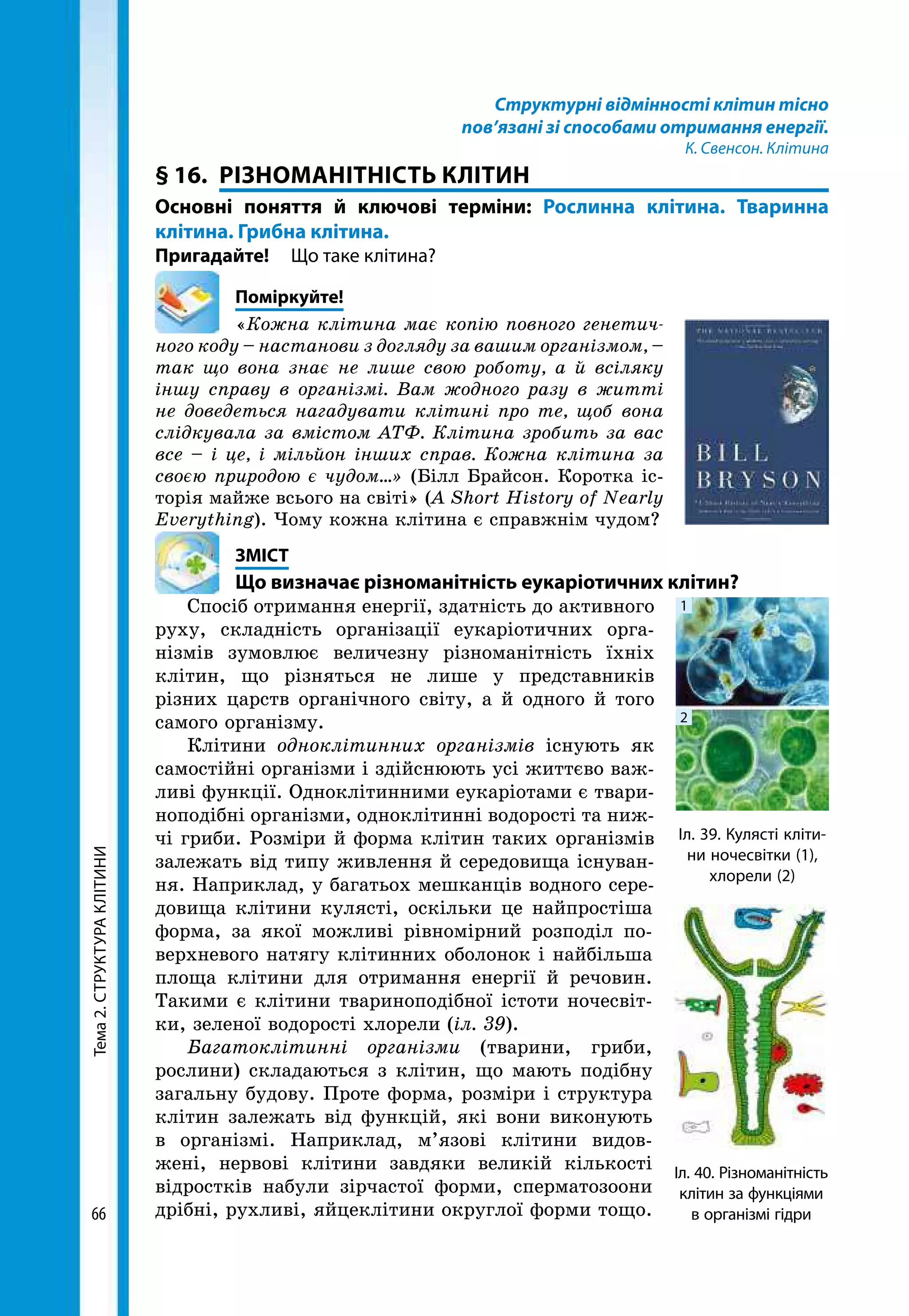 Тема2.СТРУКТУРАКЛІТИНИ
66
Структурні відмінності клітин тісно
пов’язані зі способами отримання енергії.
К. Свенсон. Клітина
§ 16.	 РІЗНОМАНІТНІСТЬ КЛІТИН
Основні поняття й ключові терміни: Рослинна клітина. Тваринна
клітина. Грибна клітина.
Пригадайте! 	 Що таке клітина?
	Поміркуйте!
«Кожна клітина має копію повного генетич­
ного коду – настанови з догляду за вашим організмом, –
так що вона знає не лише свою роботу, а й всіляку
іншу справу в організмі. Вам жодного разу в житті
не доведеться нагадувати клітині про те, щоб вона
слідкувала за вмістом АТФ. Клітина зробить за вас
все – і це, і мільйон інших справ. Кожна клітина за
своєю природою є чудом…» (Білл Брайсон. Коротка іс-
торія майже всього на світі» (A Short History of Nearly
Everything). Чому кожна клітина є справжнім чудом?
	ЗМІСТ
	 Що визначає різноманітність еукаріотичних клітин?
Спосіб отримання енергії, здатність до активного
руху, складність організації еукаріотичних орга-
нізмів зумовлює величезну різноманітність їхніх
клітин, що різняться не лише у представників
різних царств органічного світу, а й одного й того
самого організму.
Клітини одноклітинних організмів існують як
самостійні організми і здійснюють усі життєво важ-
ливі функції. Одноклітинними еукаріотами є твари-
ноподібні організми, одноклітинні водорості та ниж-
чі гриби. Розміри й форма клітин таких організмів
залежать від типу живлення й середовища існуван-
ня. Наприклад, у багатьох мешканців водного сере-
довища клітини кулясті, оскільки це найпростіша
форма, за якої можливі рівномірний розподіл по-
верхневого натягу клітинних оболонок і найбільша
площа клітини для отримання енергії й речовин.
Такими є клітини твариноподібної істоти ночесвіт-
ки, зеленої водорості хлорели (іл. 39).
Багатоклітинні організми (тварини, гриби,
рослини) складаються з клітин, що мають подібну
загальну будову. Проте форма, розміри і структура
клітин залежать від функцій, які вони виконують
в організмі. Наприклад, м’язові клітини видов-
жені, нервові клітини завдяки великій кількості
відростків набули зірчастої форми, сперматозоони
дрібні, рухливі, яйцеклітини округлої форми тощо.
Іл. 40. Різноманітність
клітин за функціями
в організмі гідри
Іл. 39. Кулясті кліти-
ни ночесвітки (1),
хлорели (2)
1
2
 