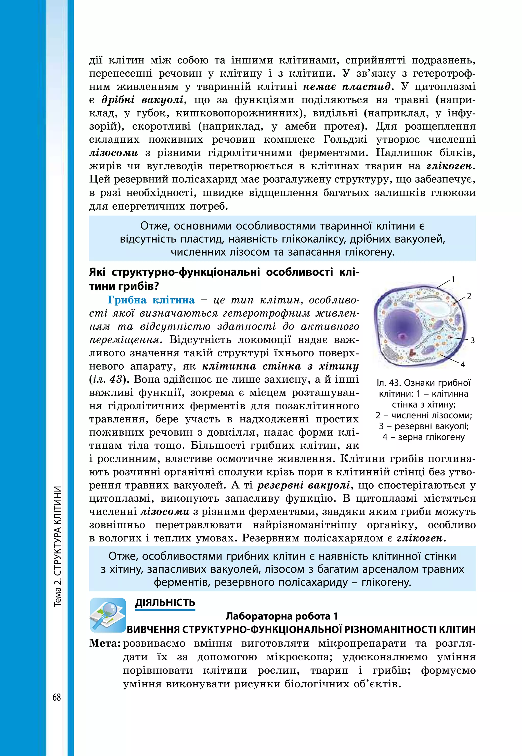 Тема2.СТРУКТУРАКЛІТИНИ
68
дії клітин між собою та іншими клітинами, сприйнятті подразнень,
перенесенні речовин у клітину і з клітини. У зв’язку з гетеротроф-
ним живленням у тваринній клітині немає пластид. У цитоплазмі
є дрібні вакуолі, що за функціями поділяються на травні (напри-
клад, у губок, кишковопорожнинних), видільні (наприклад, у інфу-
зорій), скоротливі (наприклад, у амеби протея). Для розщеплення
складних поживних речовин комплекс Гольджі утворює численні
лізосоми з різними гідролітичними ферментами. Надлишок білків,
жирів чи вуглеводів перетворюється в клітинах тварин на глікоген.
Цей резервний полісахарид має розгалужену структуру, що забезпечує,
в разі необхідності, швидке відщеплення багатьох залишків глюкози
для енергетичних потреб.
Отже, основними особливостями тваринної клітини є
відсутність пластид, наявність глікокаліксу, дрібних вакуолей,
численних лізосом та запасання глікогену.
Які структурно-функціональні особливості клі-
тини грибів?
Грибна клітина – це тип клітин, особливо­
сті якої визначаються гетеротрофним живлен­
ням та відсутністю здатності до активного
переміщення. Відсутність локомоції надає важ-
ливого значення такій структурі їхнього поверх-
невого апарату, як клітинна стінка з хітину
(іл. 43). Вона здійснює не лише захисну, а й інші
важливі функції, зокрема є місцем розташуван-
ня гідролітичних ферментів для позаклітинного
травлення, бере участь в надходженні простих
поживних речовин з довкілля, надає форми клі-
тинам тіла тощо. Більшості грибних клітин, як
і рослинним, властиве осмотичне живлення. Клітини грибів поглина-
ють розчинні органічні сполуки крізь пори в клітинній стінці без утво-
рення травних вакуолей. А ті резервні вакуолі, що спостерігаються у
цитоплазмі, виконують запасливу функцію. В цитоплазмі містяться
численні лізосоми з різними ферментами, завдяки яким гриби можуть
зовнішньо перетравлювати найрізноманітнішу органіку, особливо
в вологих і теплих умовах. Резервним полісахаридом є глікоген.
Отже, особливостями грибних клітин є наявність клітинної стінки
з хітину, запасливих вакуолей, лізосом з багатим арсеналом травних
ферментів, резервного полісахариду – глікогену.
	ДІЯЛЬНІСТЬ
Лабораторна робота 1
ВИВЧЕННЯ СТРУКТУРНО-ФУНКЦІОНАЛЬНОЇ РІЗНОМАНІТНОСТІ КЛІТИН
Мета:	розвиваємо вміння виготовляти мікропрепарати та розгля-
дати їх за допомогою мікроскопа; удосконалюємо уміння
порівнювати клітини рослин, тварин і грибів; формуємо
уміння виконувати рисунки біологічних об’єктів.
Іл. 43. Ознаки грибної
клітини: 1 – клітинна
стінка з хітину;
2 – численні лізосоми;
3 – резервні вакуолі;
4 – зерна глікогену
1
4
3
2
 
