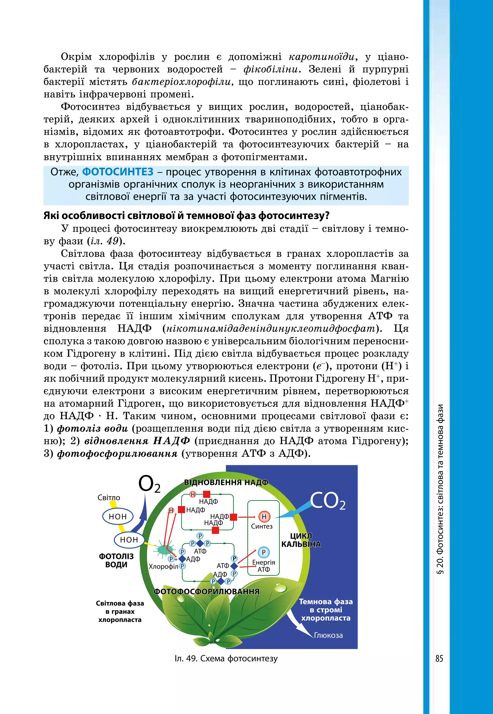 85
Окрім хлорофілів у рослин є допоміжні каротиноїди, у ціано­
бактерій та червоних водоростей – фікобіліни. Зелені й пурпурні
бактерії містять бактеріохлорофіли, що поглинають сині, фіолетові і
навіть інфрачервоні промені.
Фотосинтез відбувається у вищих рослин, водоростей, ціанобак­
терій, деяких архей і одноклітинних твариноподібних, тобто в орга-
нізмів, відомих як фотоавтотрофи. Фотосинтез у рослин здійснюється
в хлоропластах, у ціанобактерій та фотосинтезуючих бактерій – на
внутрішніх впинаннях мембран з фотопігментами.
Отже, ФОТОСИНТЕЗ – процес утворення в клітинах фотоавтотрофних
організмів органічних сполук із неорганічних з використанням
світлової енергії та за участі фотосинтезуючих пігментів.
Які особливості світлової й темнової фаз фотосинтезу?
У процесі фотосинтезу виокремлюють дві стадії – світлову і темно-
ву фази (іл. 49).
Світлова фаза фотосинтезу відбувається в гранах хлоропластів за
участі світла. Ця стадія розпочинається з моменту поглинання кван-
тів світла молекулою хлорофілу. При цьому електрони атома Магнію
в молекулі хлорофілу переходять на вищий енергетичний рівень, на-
громаджуючи потенціальну енергію. Значна частина збуджених елек-
тронів передає її іншим хімічним сполукам для утворення АТФ та
відновлення НАДФ (нікотинамідаденіндинуклеотидфосфат). Ця
сполука з такою довгою назвою є універсальним біологічним переносни-
ком Гідрогену в клітині. Під дією світла відбувається процес розкладу
води – фотоліз. При цьому утворюються електрони (е–
), протони (Н+
) і
як побічний продукт молекулярний кисень. Протони Гідрогену Н+
, при-
єднуючи електрони з високим енергетичним рівнем, перетворюються
на атомарний Гідроген, що використовується для відновлення НАДФ+
до НАДФ · Н. Таким чином, основними процесами світлової фази є:
1) фотоліз води (розщеплення води під дією світла з утворенням кис-
ню); 2) відновлення НАДФ (приєднання до НАДФ атома Гідрогену);
3) фотофосфорилювання (утворення АТФ з АДФ).
§20.Фотосинтез:світловататемновафази
Світлова фаза
в гранах
хлоропласта
ФОТОЛІЗ
ВОДИ
ФОТОФОСФОРИЛЮВАННЯ
Темнова фаза
в стромі
хлоропласта
Глюкоза
Іл. 49. Схема фотосинтезу
ЦИКЛ
КАЛЬВІНА
ВІДНОВЛЕННЯ НАДФ
Світло
О2
CО2
НОН
НОН
Хлорофіл
Синтез
Енергія
АТФ
НАДФ
Н
Р
Н
Н
Р
РР
Р
Р
Р +
НАДФ
НАДФ
НАДФ
АТФ
АТФ
АДФ
АДФ
РР
Р
РР
 