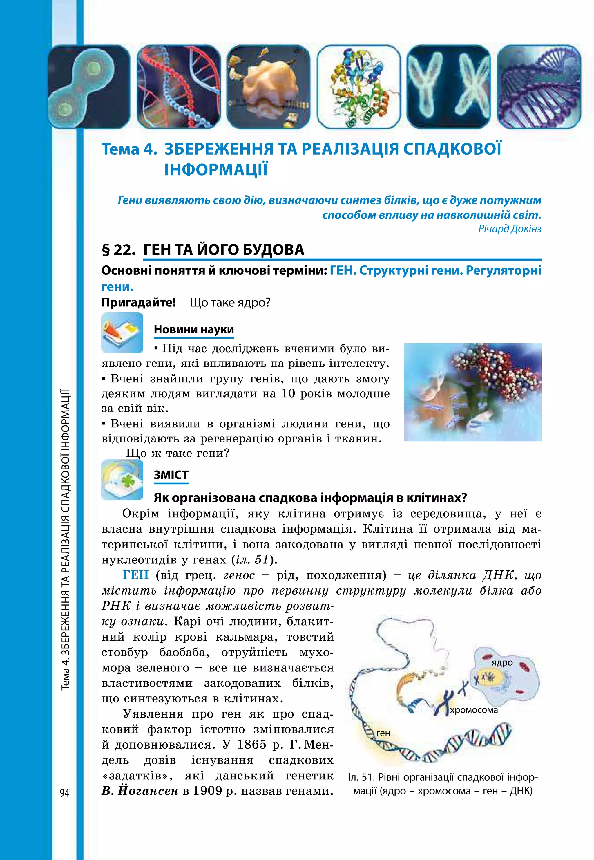 Тема4.ЗБЕРЕЖЕННЯТАРЕАЛІЗАЦІЯСПАДКОВОЇІНФОРМАЦІЇ
94
Тема 4.	 ЗБЕРЕЖЕННЯ ТА РЕАЛІЗАЦІЯ СПАДКОВОЇ
	ІНФОРМАЦІЇ
Гени виявляють свою дію, визначаючи синтез білків, що є дуже потужним
способом впливу на навколишній світ.
Річард Докінз
§ 22.	 ГЕН ТА ЙОГО БУДОВА
Основні поняття й ключові терміни: ГЕН. Структурні гени. Регуляторні
гени.
Пригадайте! 	 Що таке ядро?
	 Новини науки
▪ Під час досліджень вченими було ви-
явлено гени, які впливають на рівень інтелекту.
▪ Вчені знайшли групу генів, що дають змогу
деяким людям виглядати на 10 років молодше
за свій вік.
▪ Вчені виявили в організмі людини гени, що
відповідають за регенерацію органів і тканин.
Що ж таке гени?
	ЗМІСТ
	 Як організована спадкова інформація в клітинах?
Окрім інформації, яку клітина отримує із середовища, у неї є
власна внутрішня спадкова інформація. Клітина її отримала від ма-
теринської клітини, і вона закодована у вигляді певної послідовності
нуклео­тидів у генах (іл. 51).
ГЕН (від грец. генос – рід, походження) – це ділянка ДНК, що
містить інформацію про первинну структуру молекули білка або
РНК і визначає можливість розвит­
ку ознаки. Карі очі людини, блакит-
ний колір крові кальмара, товстий
стовбур баобаба, отруйність мухо-
мора зеленого – все це визначається
властивостями закодованих білків,
що синтезуються в клітинах.
Уявлення про ген як про спад-
ковий фактор істотно змінювалися
й доповнювалися. У 1865 р. Г. Мен-
дель довів існування спадкових
«задатків», які данський генетик
В. Йогансен в 1909 р. назвав генами.
ядро
хромосома
ген
Іл. 51. Рівні організації спадкової інфор-
мації (ядро – хромосома – ген – ДНК)
 
