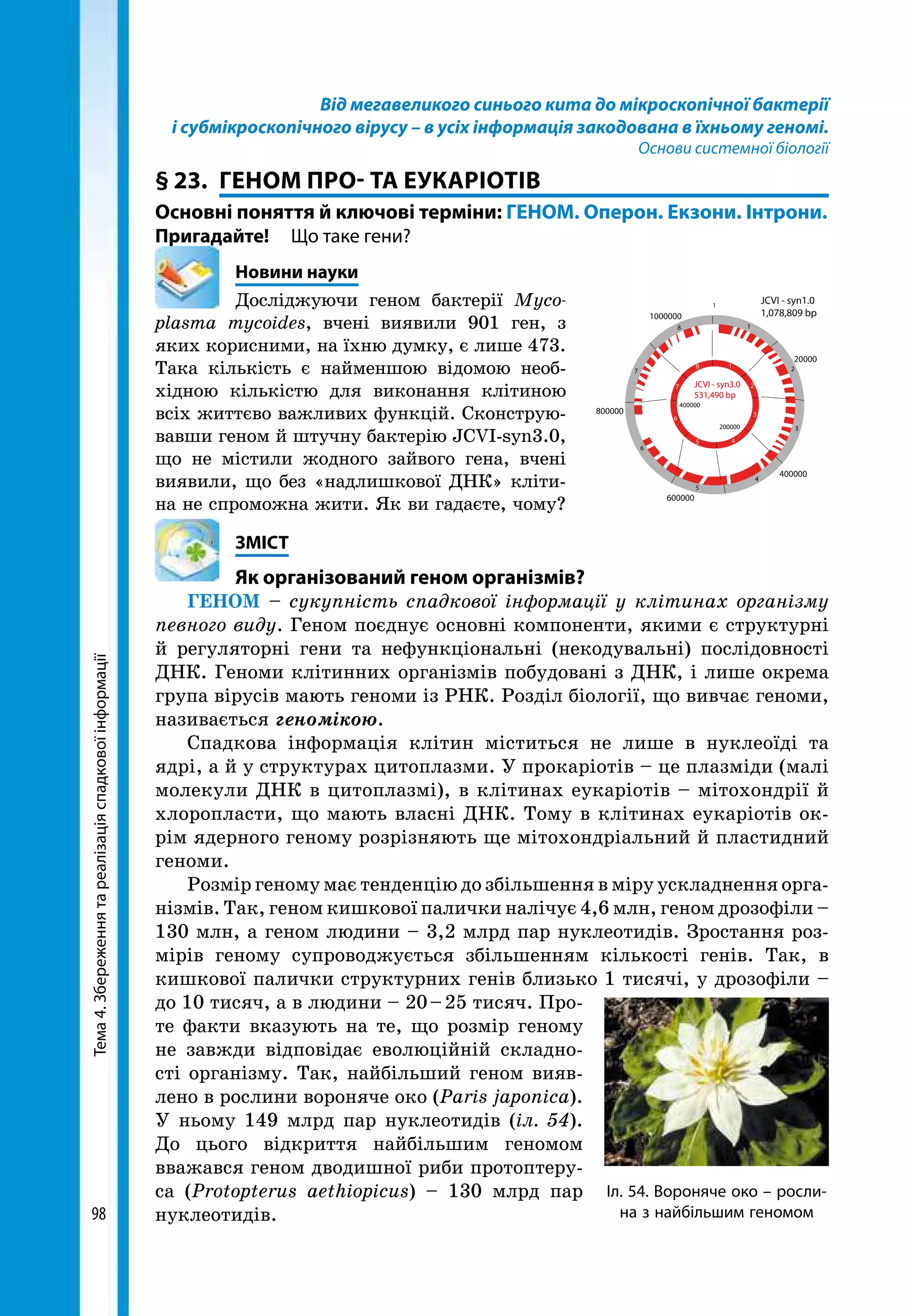 Тема4.Збереженнятареалізаціяспадковоїінформації
98
Від мегавеликого синього кита до мікроскопічної бактерії
і субмікроскопічного вірусу – в усіх інформація закодована в їхньому геномі.
Основи системної біології
§ 23.	 ГЕНОМ ПРО- ТА ЕУКАРІОТІВ
Основні поняття й ключові терміни: ГЕНОМ. Оперон. Екзони. Інтрони.
Пригадайте! 	 Що таке гени?
	 Новини науки
Досліджуючи геном бактерії Myco­
plasma mycoides, вчені виявили 901 ген, з
яких корисними, на їхню думку, є лише 473.
Така кількість є найменшою відомою необ-
хідною кількістю для виконання клітиною
всіх життєво важливих функцій. Сконструю-
вавши геном й штучну бактерію JCVI-syn3.0,
що не містили жодного зайвого гена, вчені
виявили, що без «надлишкової ДНК» кліти-
на не спроможна жити. Як ви гадаєте, чому?
	ЗМІСТ
	 Як організований геном організмів?
ГЕНОМ – сукупність спадкової інформації у клітинах організму
певного виду. Геном поєднує основні компоненти, якими є структурні
й регуляторні гени та нефункціональні (некодувальні) послідовності
ДНК. Геноми клітинних організмів побудовані з ДНК, і лише окрема
група вірусів мають геноми із РНК. Розділ біології, що вивчає геноми,
називається геномікою.
Спадкова інформація клітин міститься не лише в нуклеоїді та
ядрі, а й у структурах цитоплазми. У прокаріотів – це плазміди (малі
молекули ДНК в цитоплазмі), в клітинах еукаріотів – мітохондрії й
хлоро­пласти, що мають власні ДНК. Тому в клітинах еукаріотів ок-
рім ядерного геному розрізняють ще мітохондріальний й пластидний
геноми.
Розмір геному має тенденцію до збільшення в міру ускладнення орга-
нізмів. Так, геном кишкової палички налічує 4,6 млн, геном дрозофіли –
130 млн, а геном людини – 3,2 млрд пар нуклеотидів. Зростання роз-
мірів геному супроводжується збільшенням кількості генів. Так, в
кишкової палички структурних генів близько 1 тисячі, у дрозофіли –
до 10 тисяч, а в людини – 20 – 25 тисяч. Про-
те факти вказують на те, що розмір геному
не завжди відповідає еволюційній складно­
сті організму. Так, найбільший геном вияв-
лено в рослини вороняче око (Paris japonica).
У ньому 149 млрд пар нуклеотидів (іл. 54).
До цього відкриття найбільшим геномом
вважався геном дводишної риби протоптеру-
са (Protopterus aethiopicus) – 130 млрд пар
нуклеотидів.
1000000
400000
200000
JCVI - syn1.0
1,078,809 bp
JCVI - syn3.0
531,490 bp
800000
600000
400000
20000
1
1
1 2
2
3
3
4
4
5
5
6
6
7
7
8
8
Іл. 54. Вороняче око – росли-
на з найбільшим геномом
 