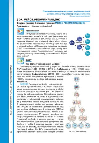 Тема4.ЗБЕРЕЖЕННЯТАРЕАЛІЗАЦІЯСПАДКОВОЇІНФОРМАЦІЇ
122
Різноманітність живого світу – результат того,
що крім мітозу в природі сформувався мейоз.
Основи системної біології
§ 29.	 МЕЙОЗ. РЕКОМБІНАЦІЯ ДНК
Основні поняття й ключові терміни: МЕЙОЗ. РЕКОМБІНАЦІЯ ДНК.
Пригадайте! 	 Що таке поділ клітин?
	 Новини науки
«Науковий інтерес до мейозу значно зріс,
коли виявилось, що одні й ті самі ферменти мо­
жуть брати участь в реплікації ДНК, обміні її
окремих ділянок та репарації. Нині деякі біоло­
ги розвивають оригінальну гіпотезу про те, що
в процесі мейозу відбувається перевірка ланцюгів
ДНК і відновлення пошкоджень. При цьому спо­
стерігається повне “омолодження” клітин, що
беруть участь у статевому розмноженні». Що ж
таке мейоз?
	ЗМІСТ
	 Яке біологічне значення мейозу?
Мейоз був уперше описаний у морських їжаків німецьким біологом
О. Гертвігом (1849 – 1922) у 1876 р. А. Вайсману (1834 – 1914) нале-
жить пояснення біологічного значення мейозу. А один із засновників
цитогенетики С. Дарлінгтон (1903 – 1981) розробив теорію, що пояс-
нює механізм поєднання хромосом у мейозі
(1932). Вивченням мейозу займається цито-
генетика.
МЕЙОЗ (від грец. мейозіз – зменшення) –
це поділ еукаріотичних клітин, внаслідок
якого утворюються дочірні клітини з удвічі
меншим набором хромосом (іл. 75). Мейоз є
одним із найважливіших біологічних проце-
сів. Його значення полягає в підтримці в по-
коліннях стабільності хромосомних наборів
та у створенні нових поєднань батьківських
й материнських генів, що сприяє мінливо-
сті. Згідно із сучасними дослідженнями під
час мейозу відбувається й репарація ДНК за
участі гомологічної рекомбінації. Мейоз є ос-
новою розмноження. У тварин унаслідок ме-
йозу утворюються статеві клітини – гамети
(гаметний мейоз), у вищих рослин – спори
для безстатевого розмноження (споровий ме-
йоз), а у грибів й нижчих рослин – клітини
міцелію чи талому, що формуються із зиготи
(зиготний мейоз) (іл. 76). Із гаплоїдної спори
проростає статеве покоління вищих рослин Іл. 75. Схема мейозу
2n4c
1n2c
1n2c
1n1c
1n1c
1n1c
1n1c
Мейоз І
Мейоз ІІ
 